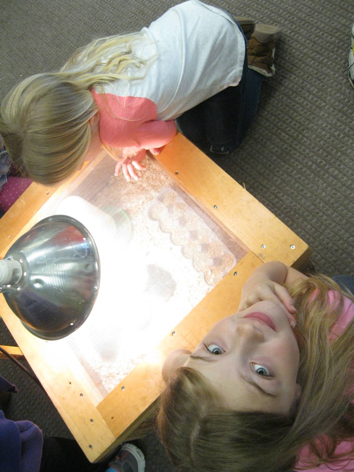 students look into the chick incubator.