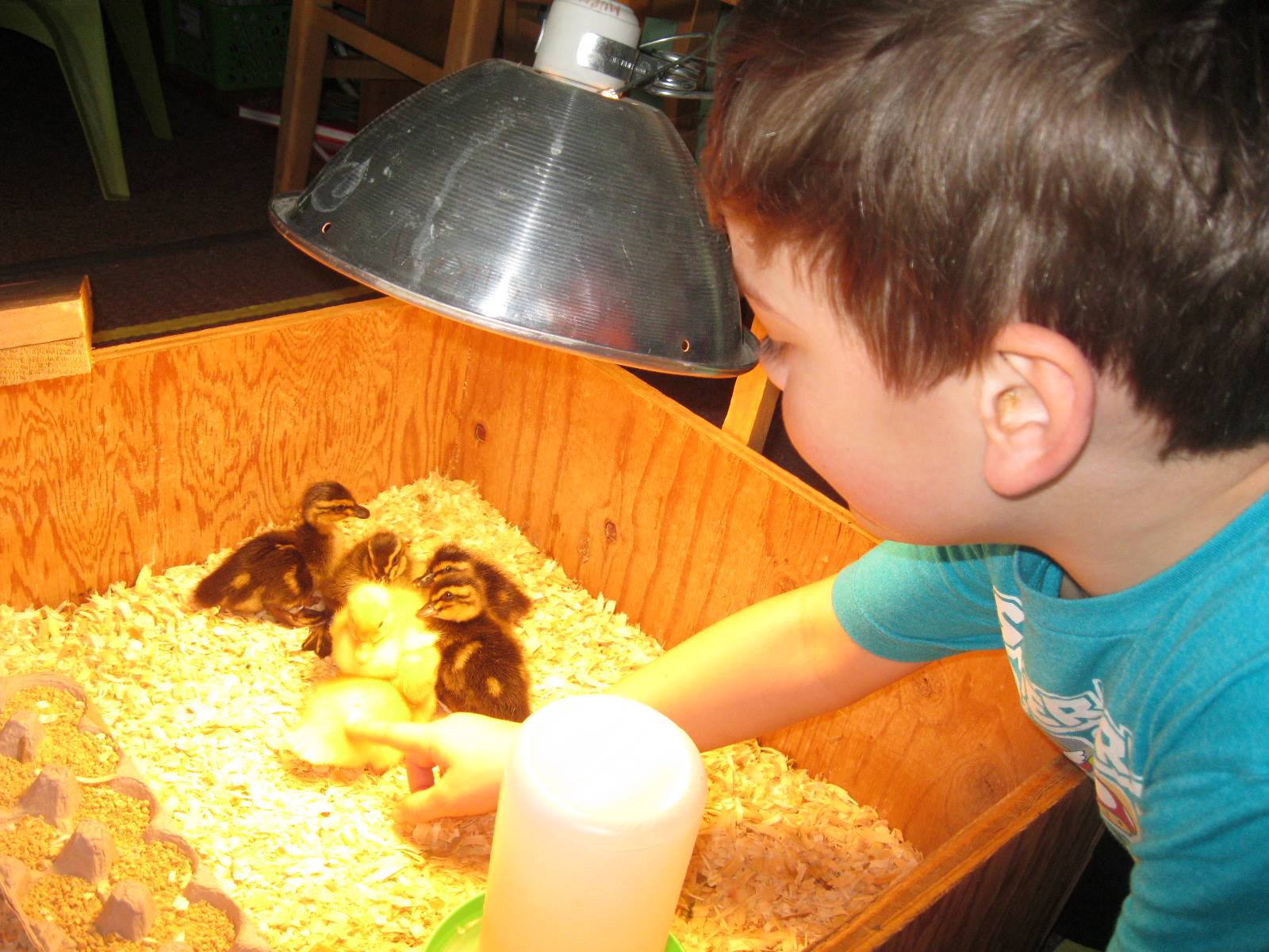 student observing baby ducks.