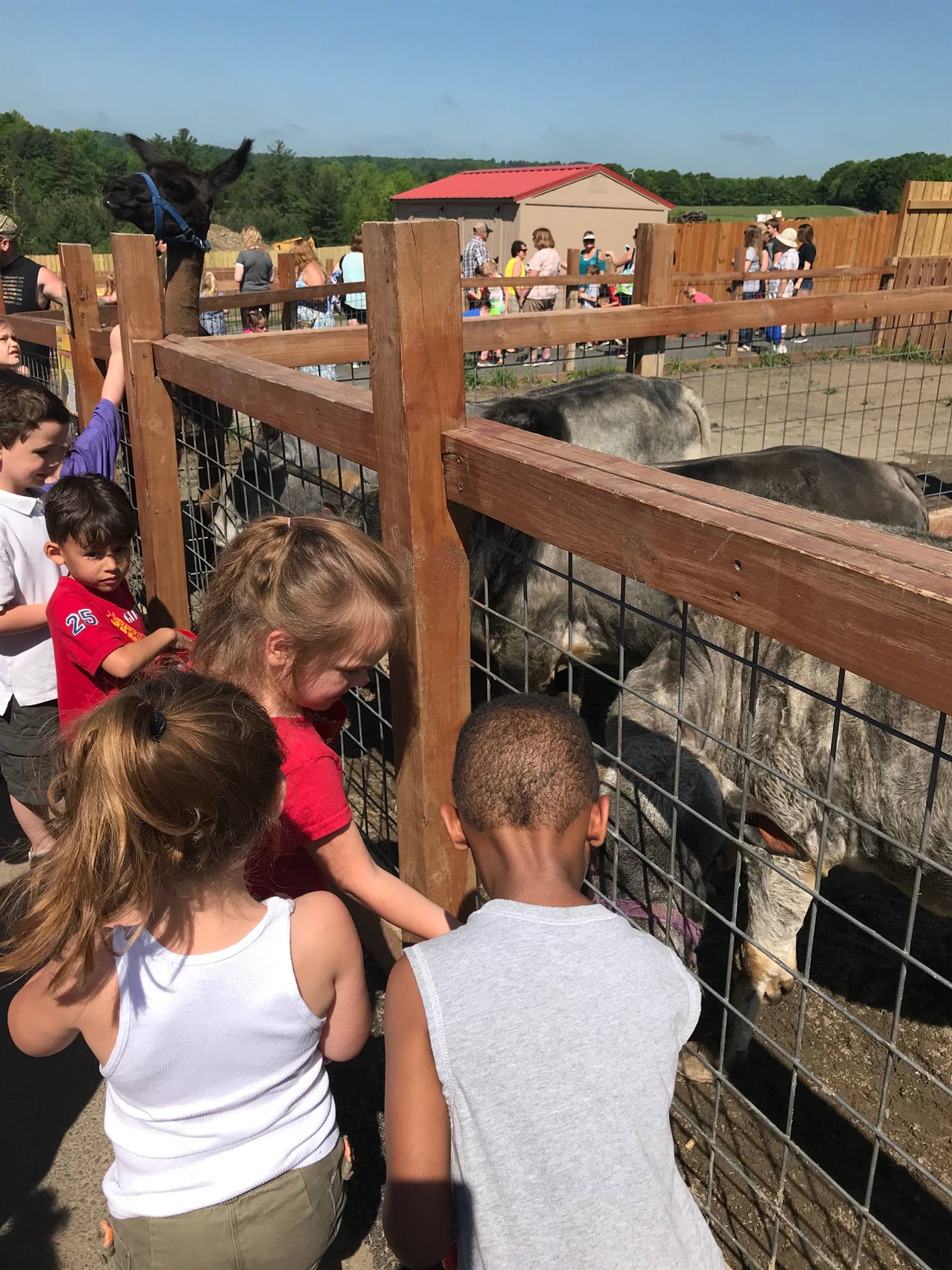 Children feeding animals at animal adventure.