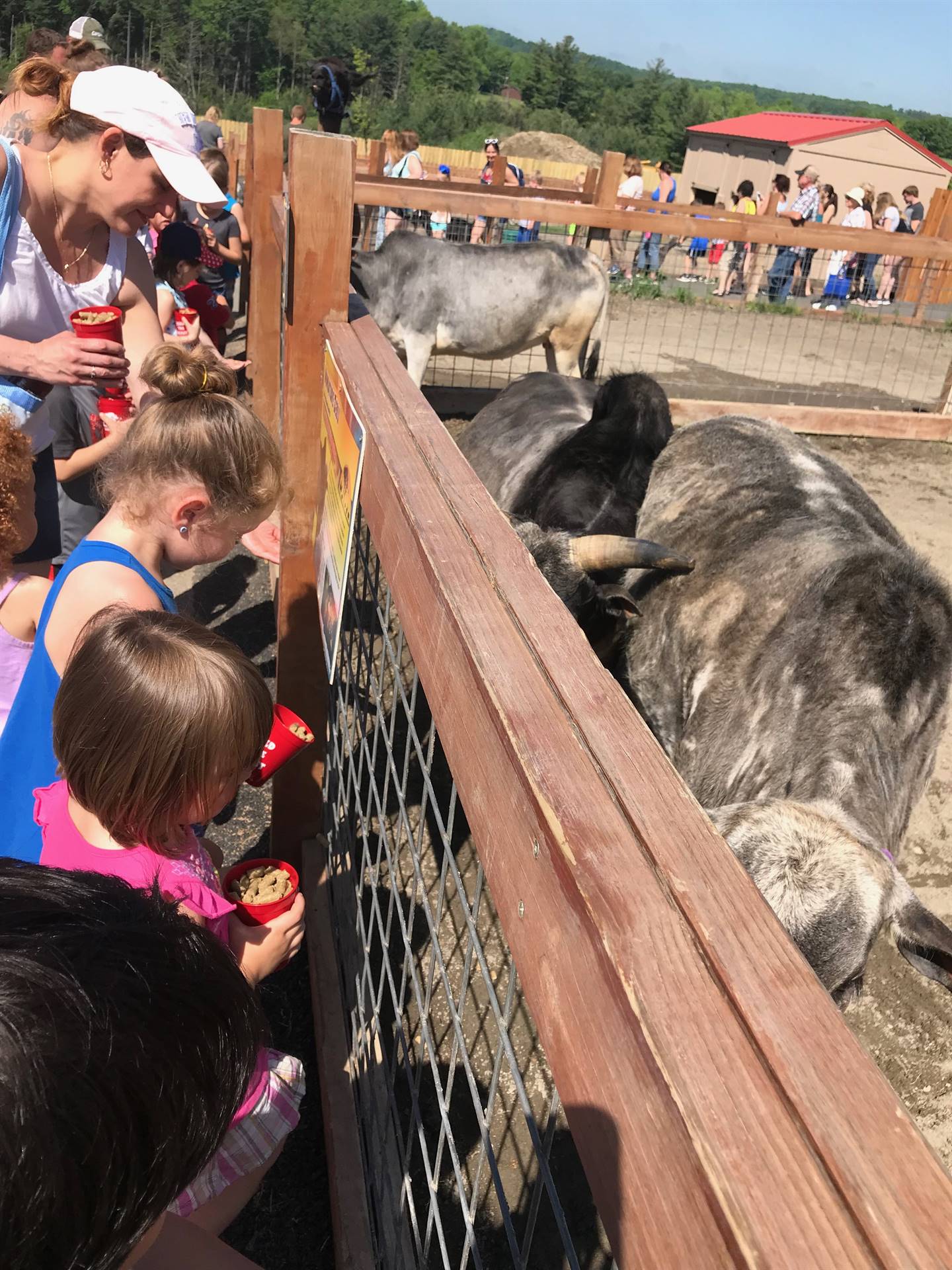 Children feeding animals at animal adventure.