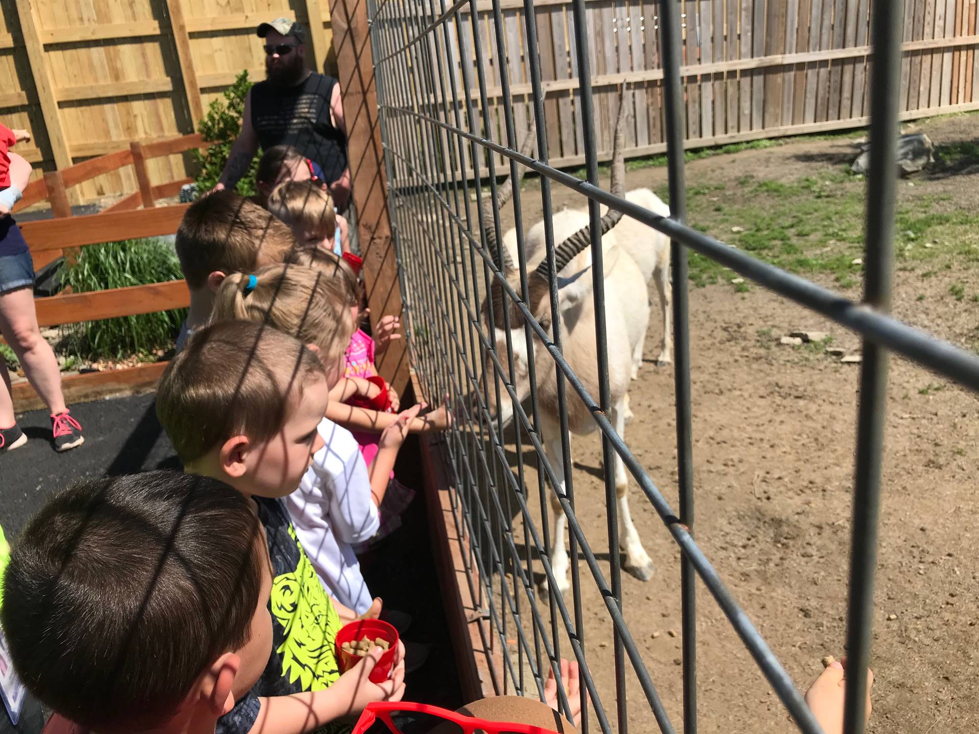 students look at animals 