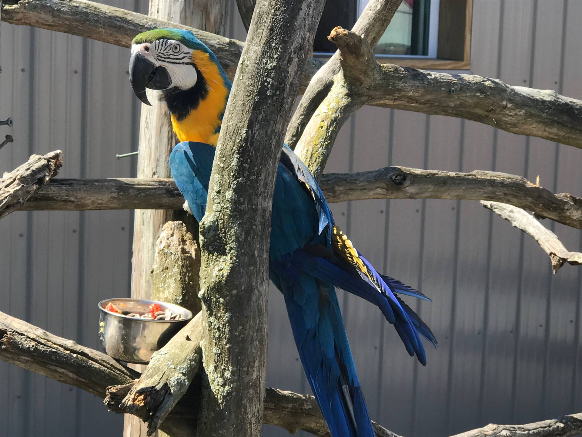 a parrot at Animal Adventure peeks at students.