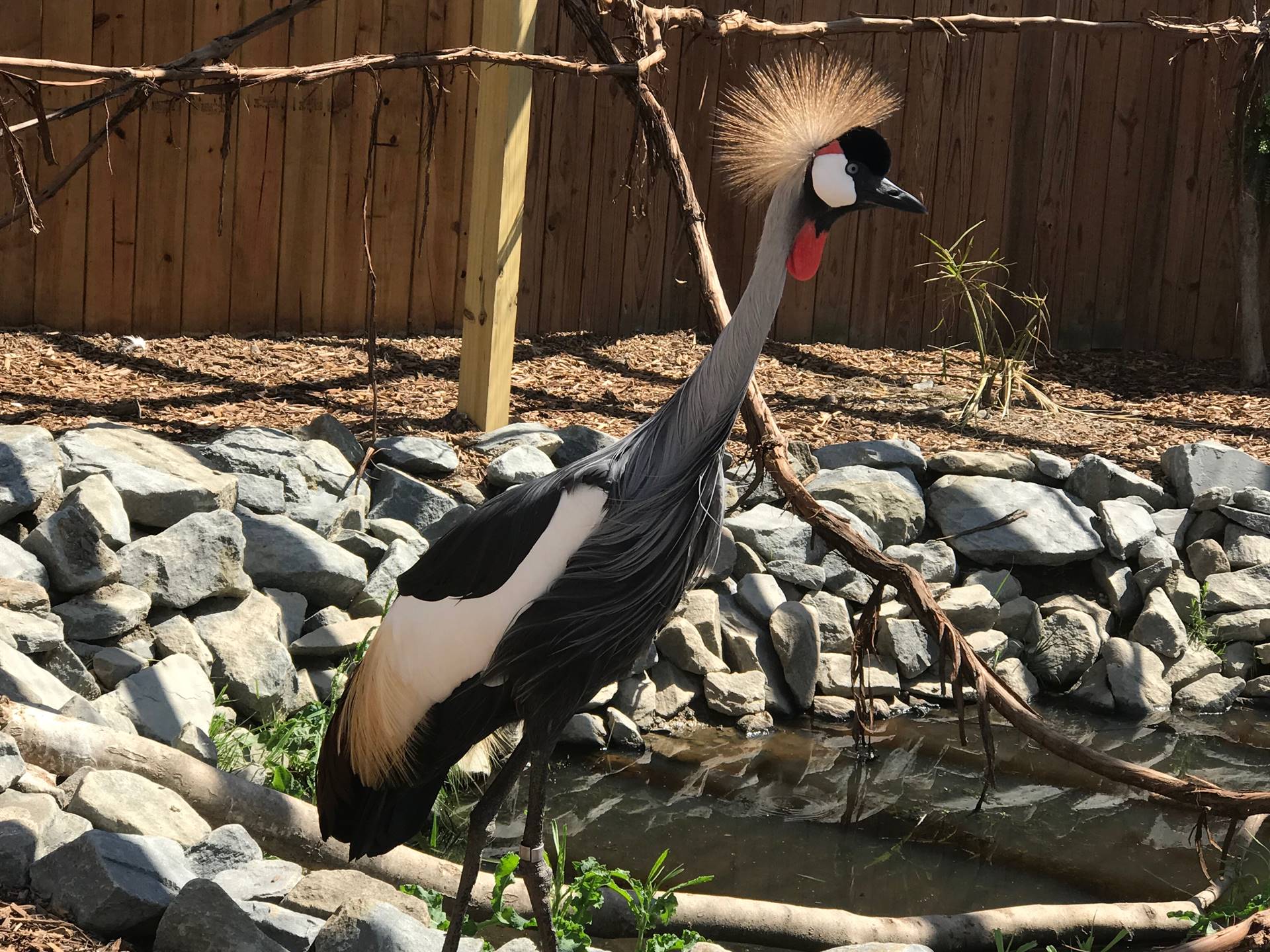 What kind of bird is this?