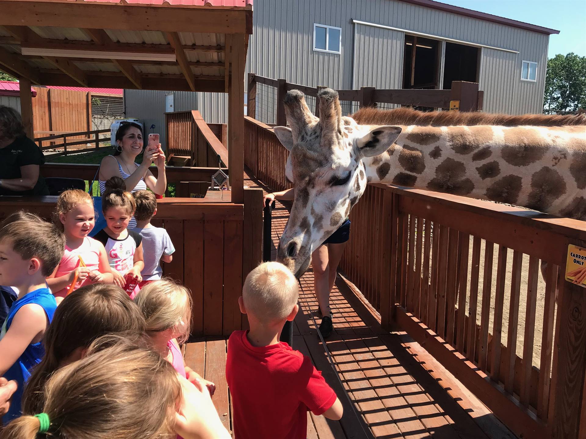 Students feed the giraffes a carrot nibble