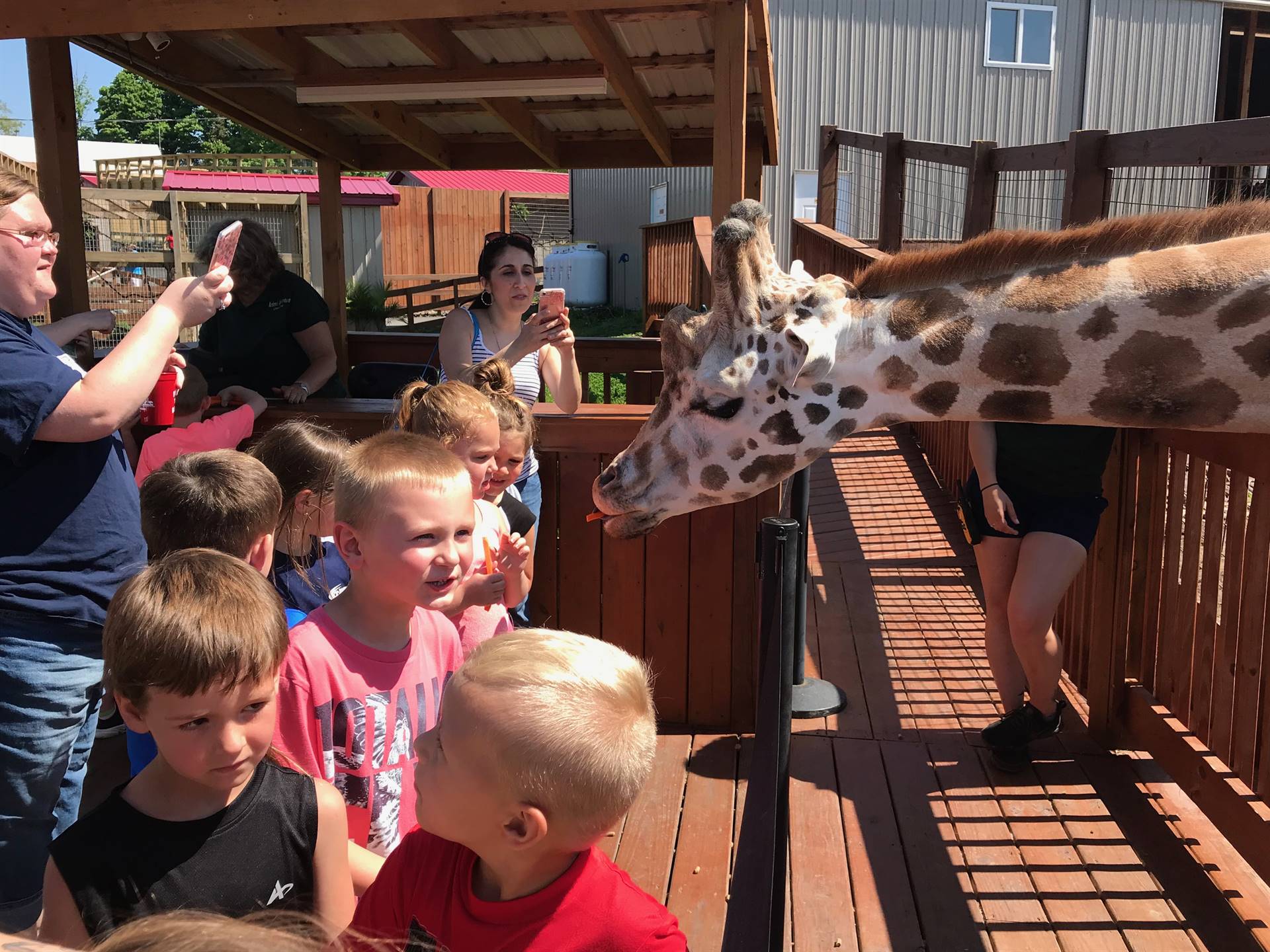 Students feed the giraffes a carrot nibble