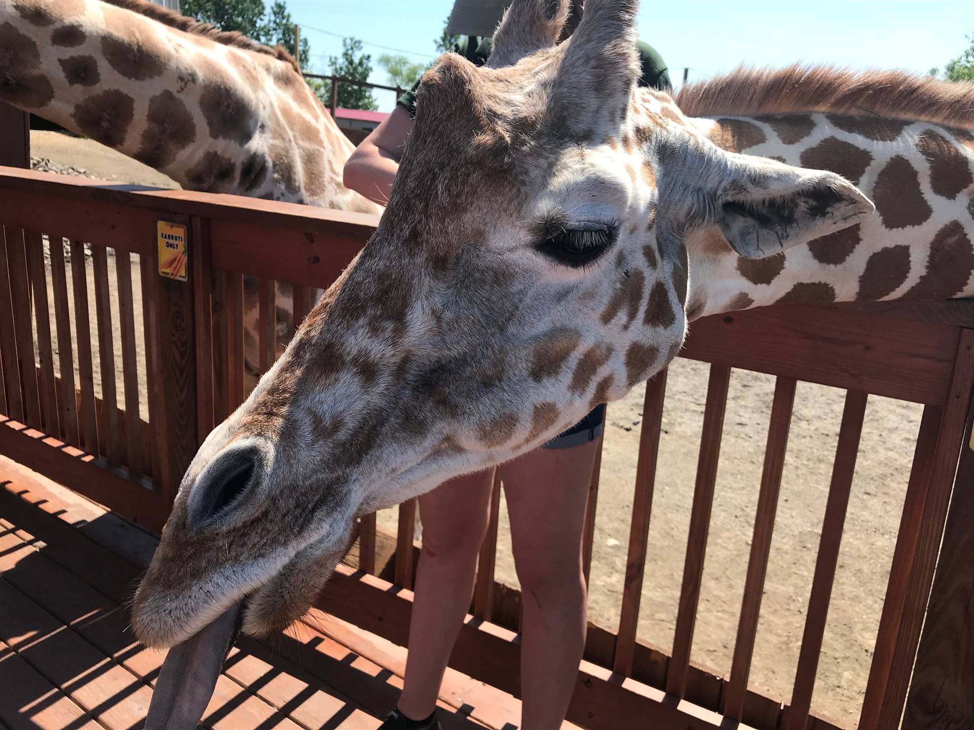 The giraffe hangs out her tongue in anticipation of a carrot!