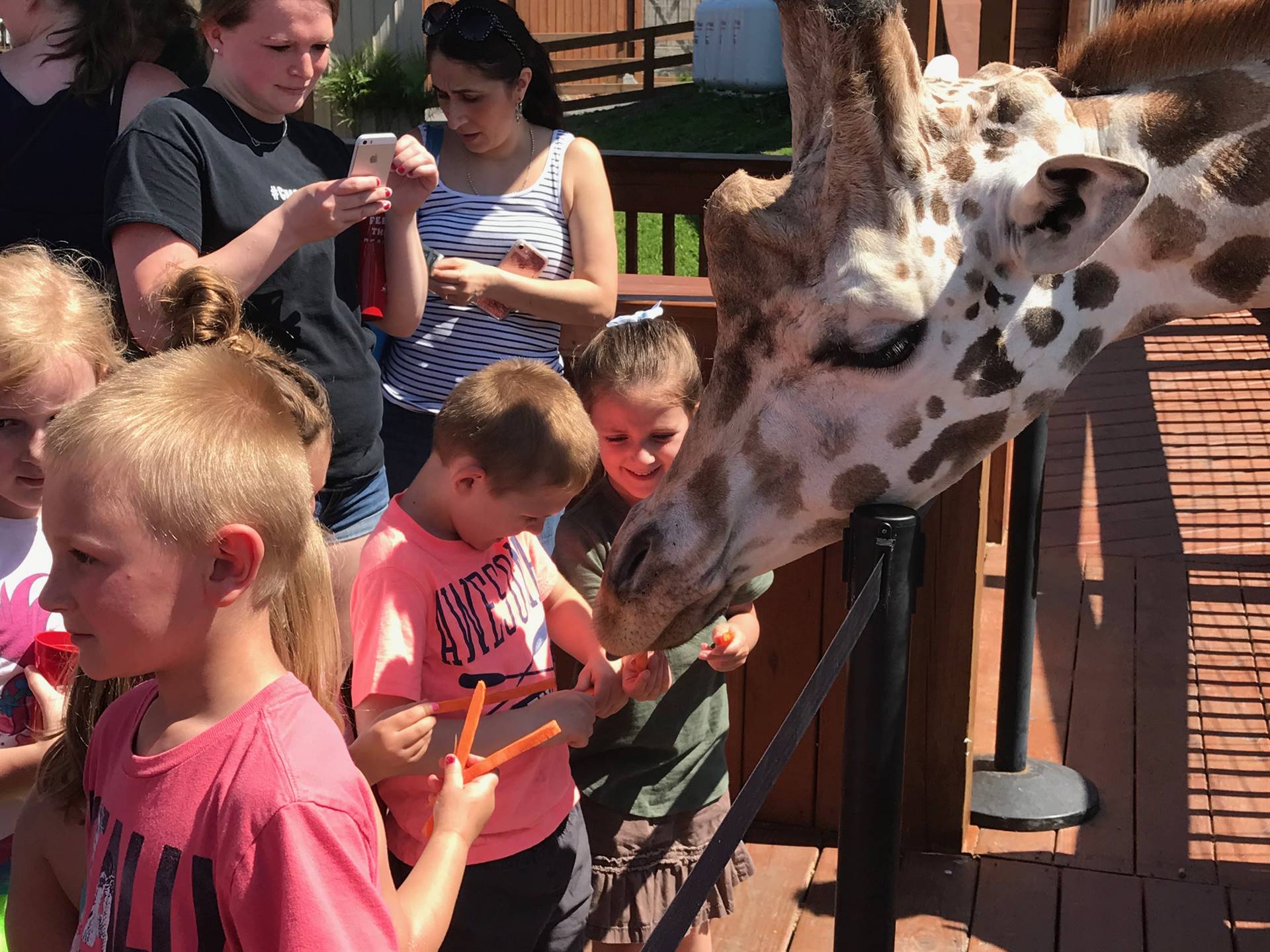 Students feed the giraffes a carrot nibble