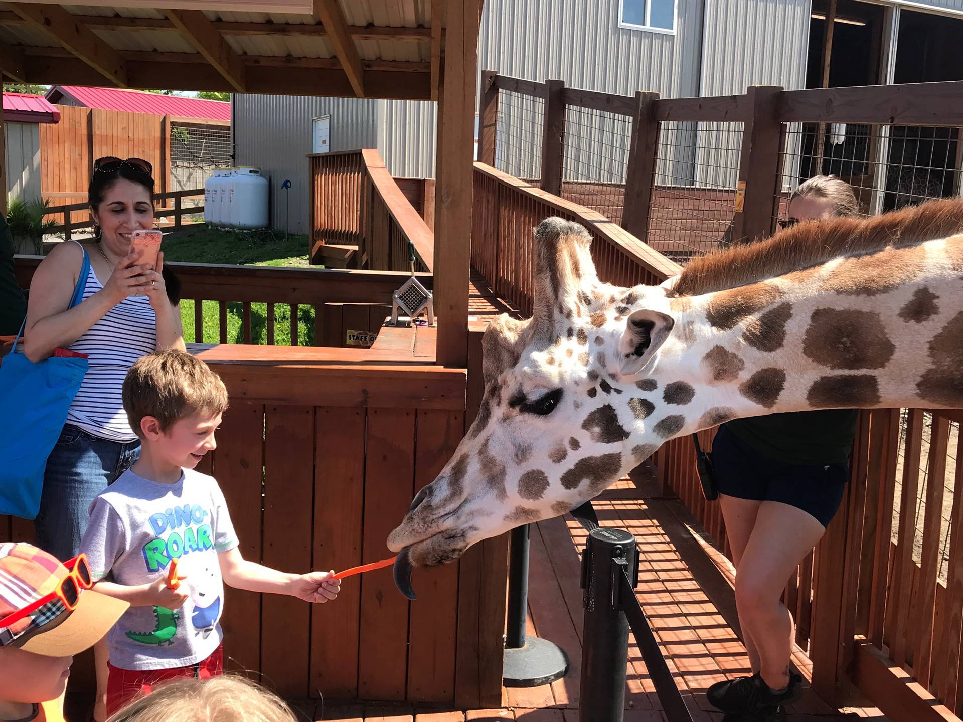 Students feed the giraffes a carrot nibble