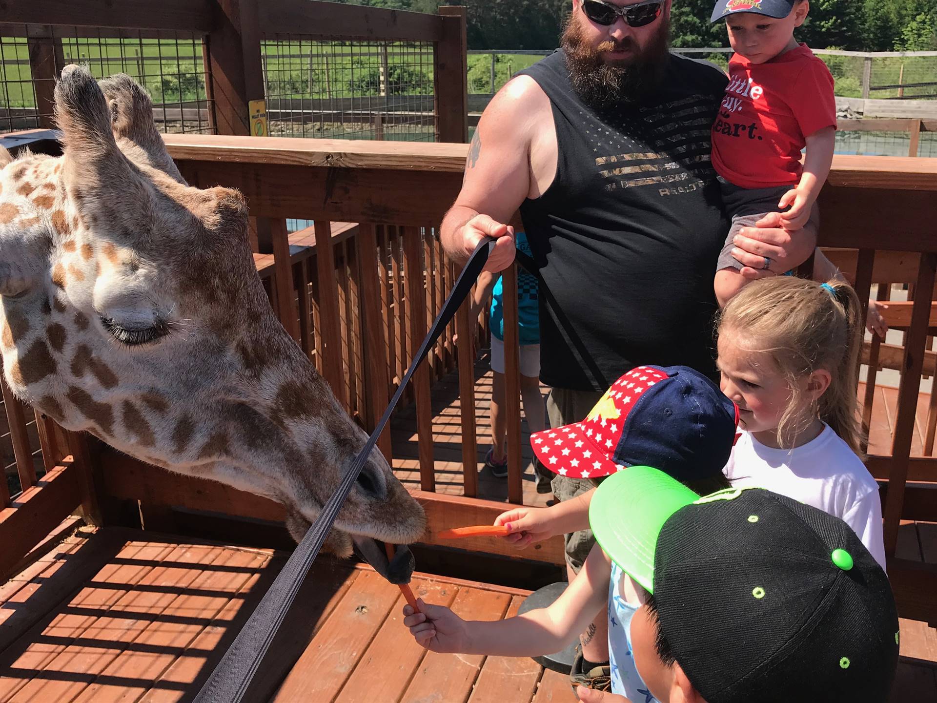 Students feed the giraffes a carrot nibble