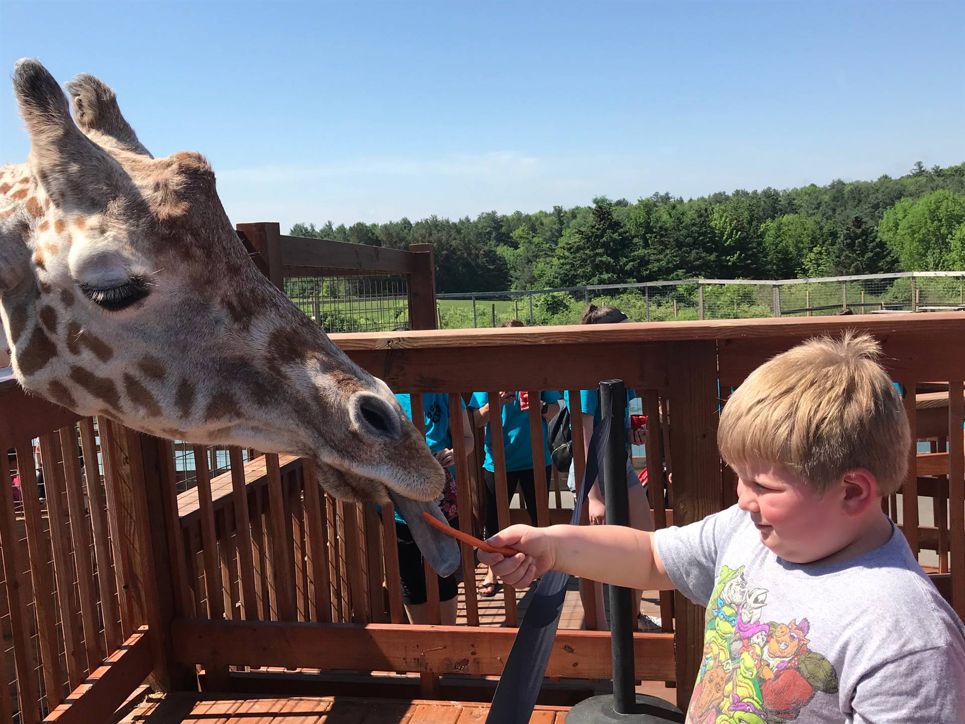 Students feed the giraffes a carrot nibble