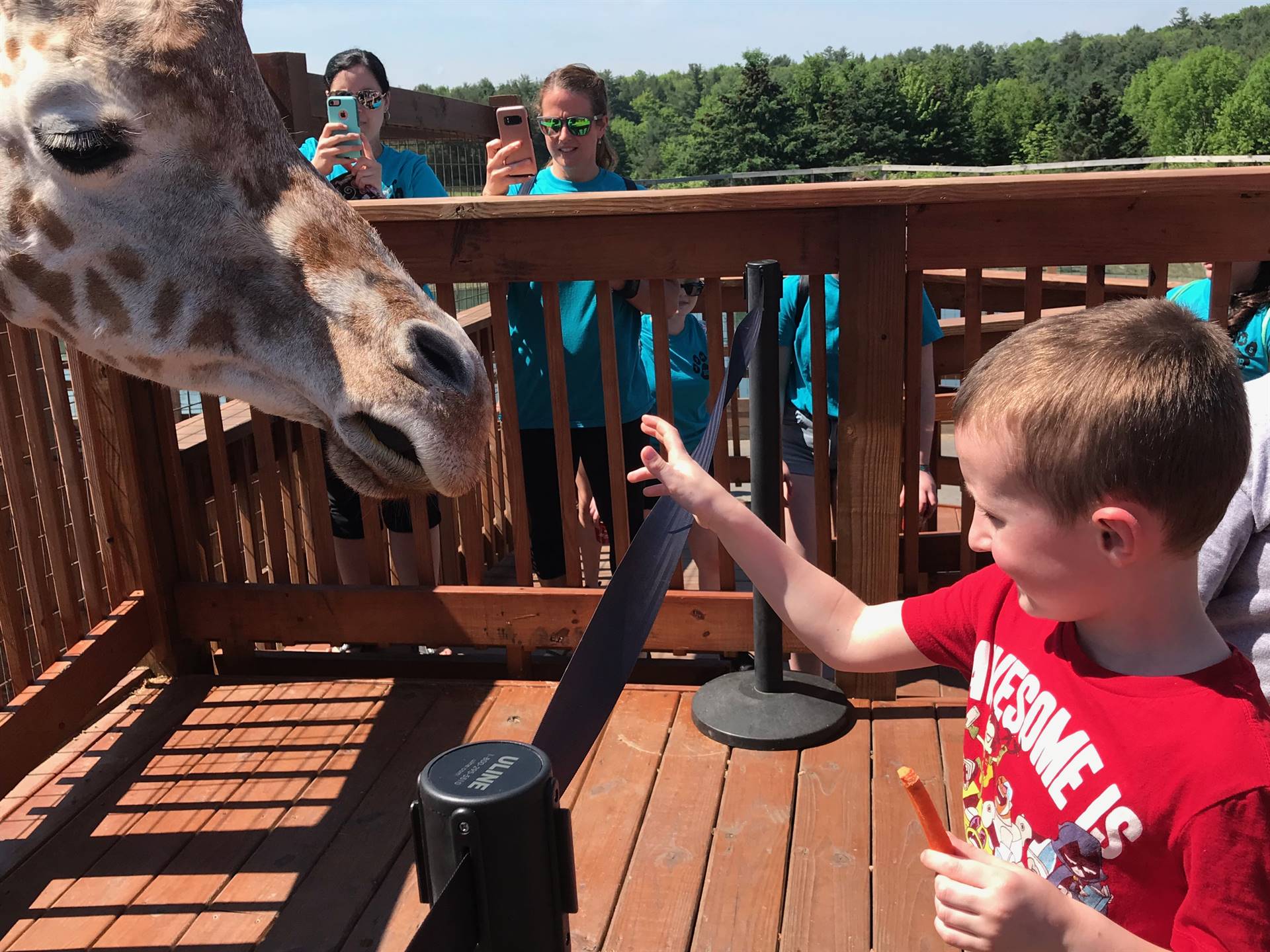 Students feed the giraffes a carrot nibble