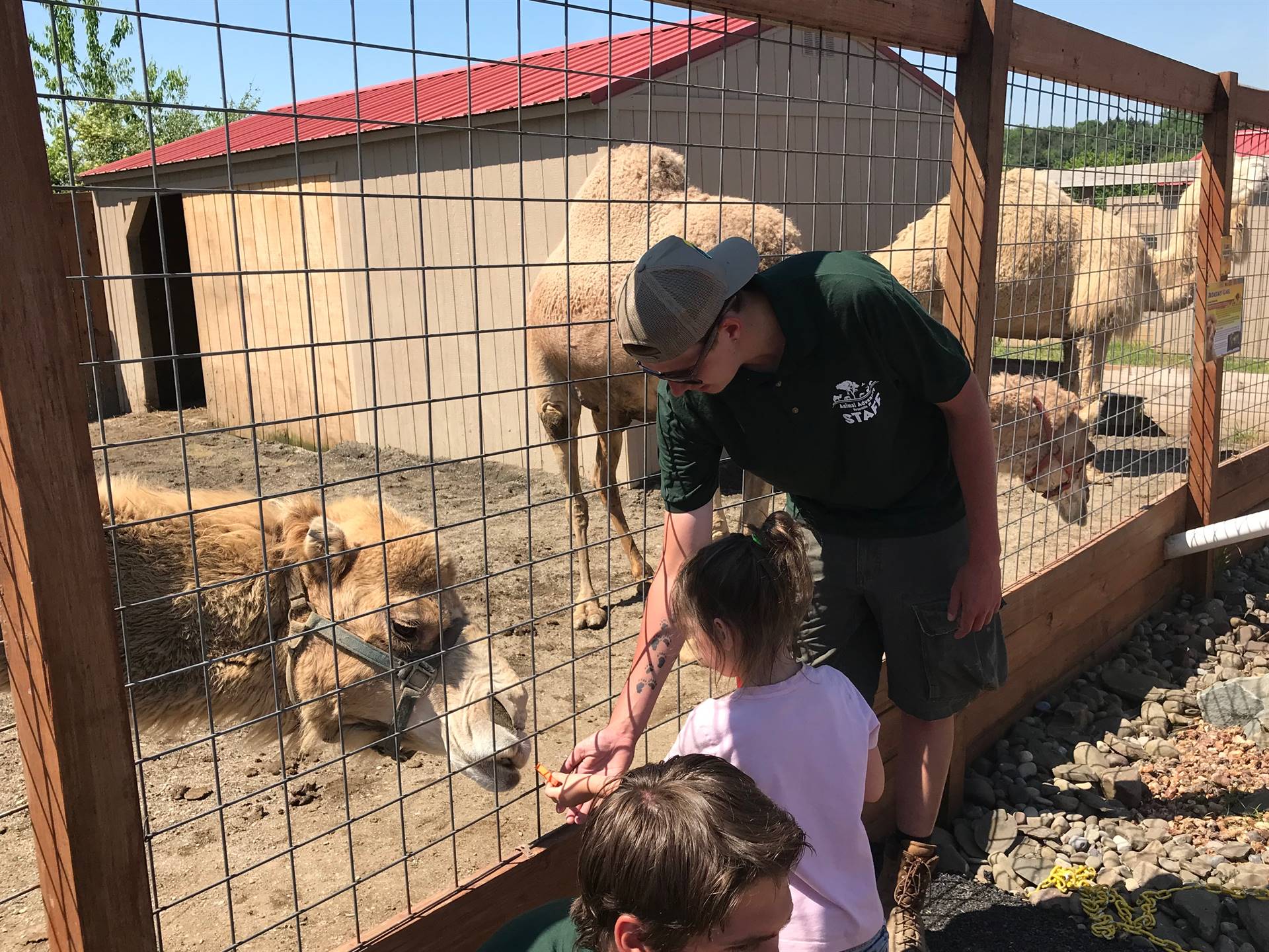 students take turns feeding a carrot to a camel