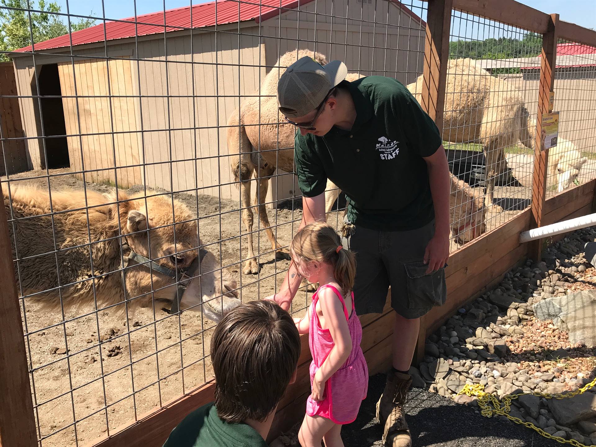 students take turns feeding a carrot to a camel