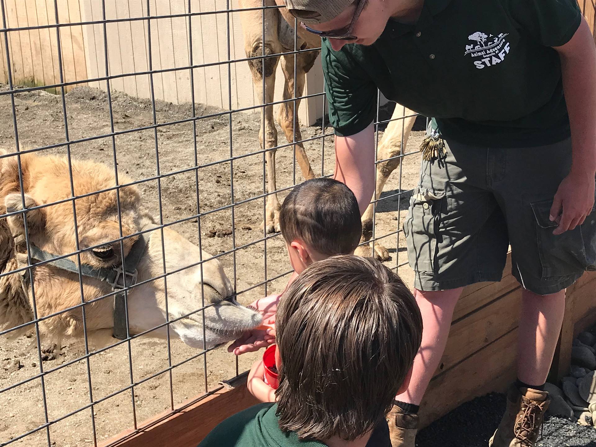 students take turns feeding a carrot to a camel