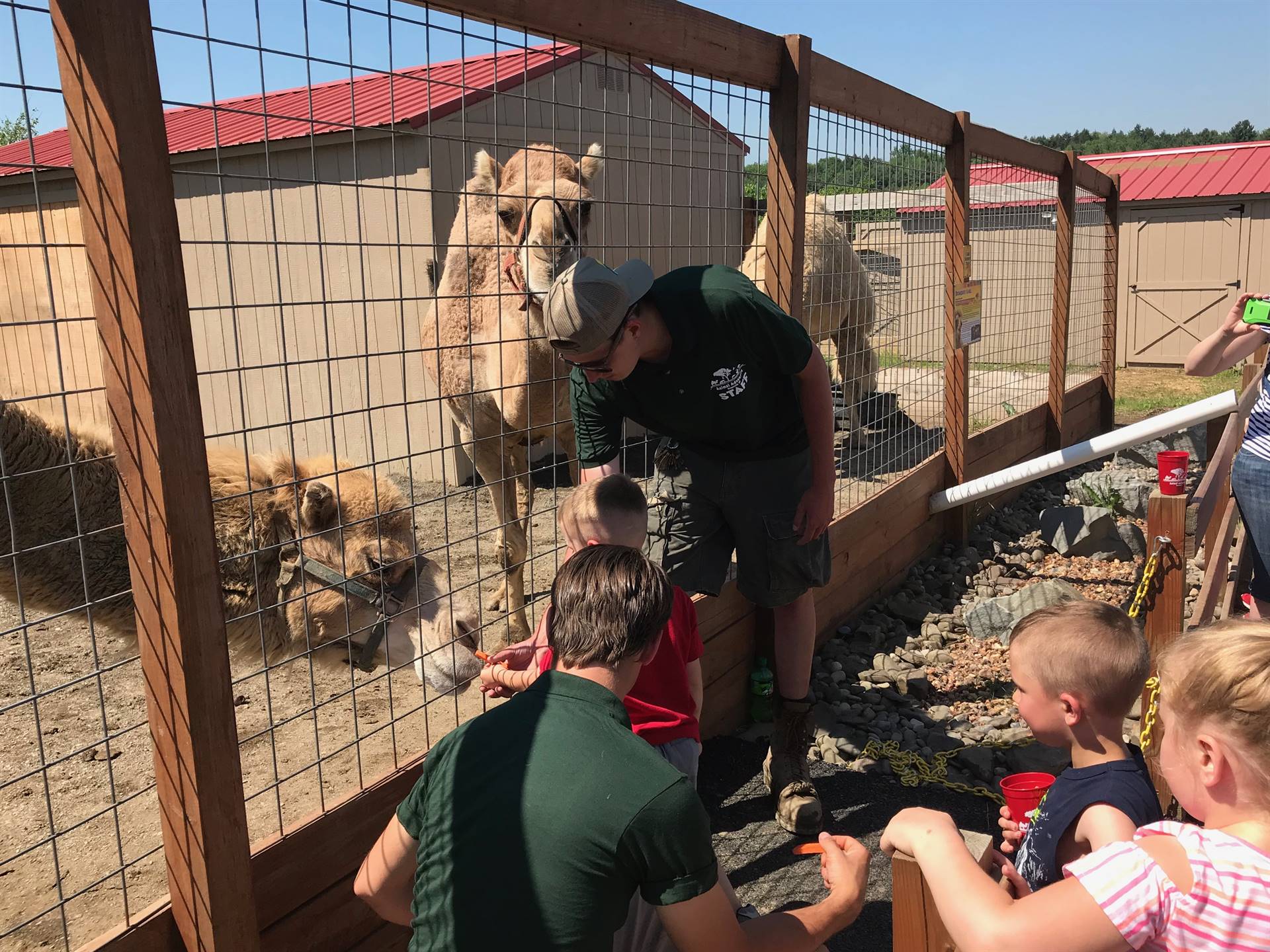 students take turns feeding a carrot to a camel