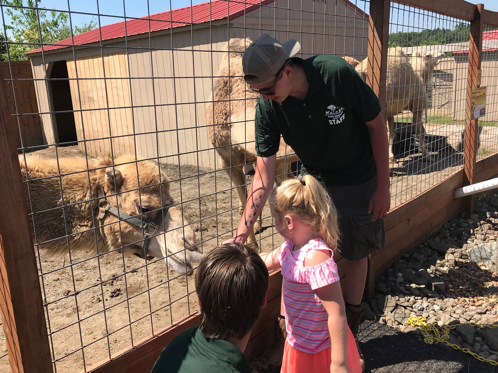 students take turns feeding a carrot to a camel