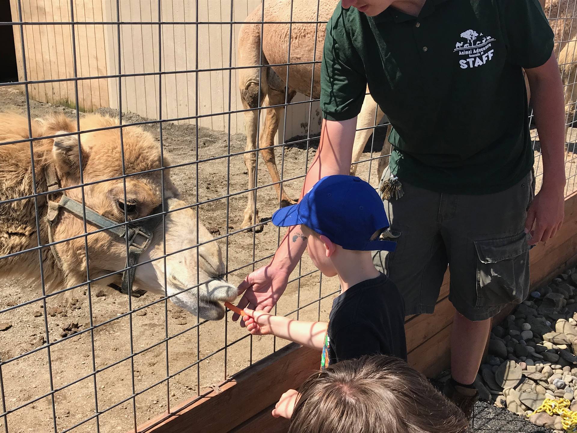 students take turns feeding a carrot to a camel