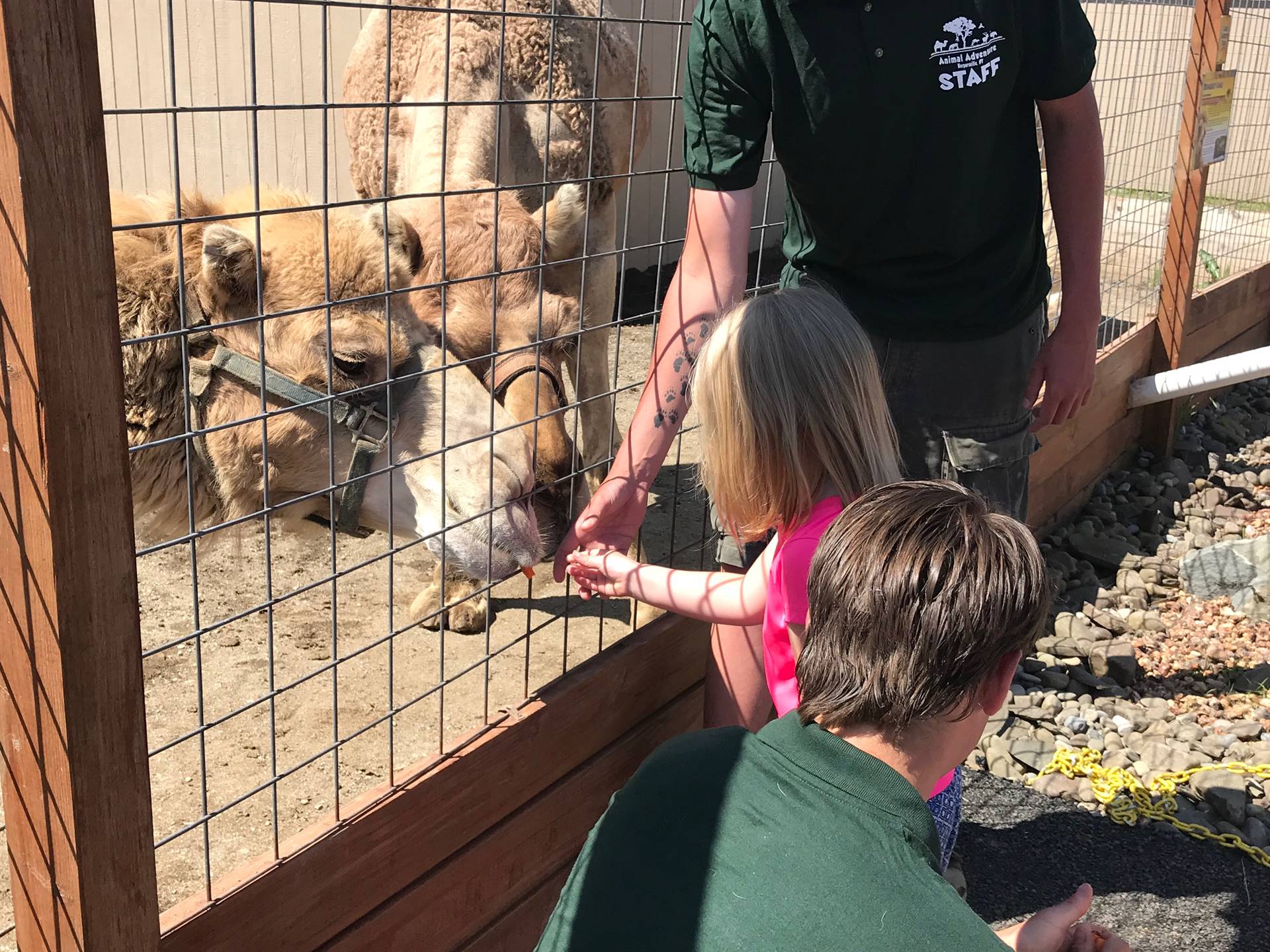 students take turns feeding a carrot to a camel