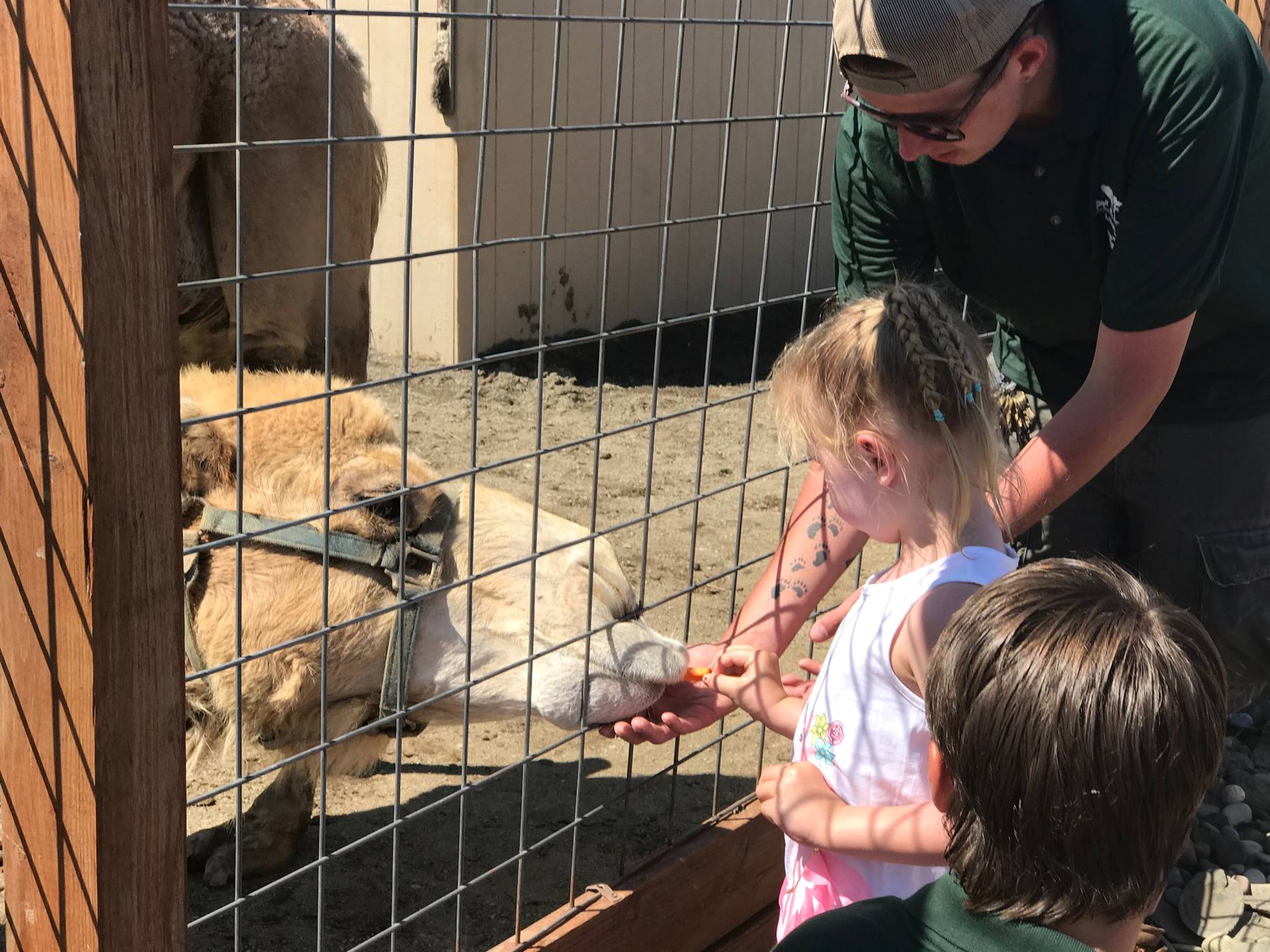 students take turns feeding a carrot to a camel