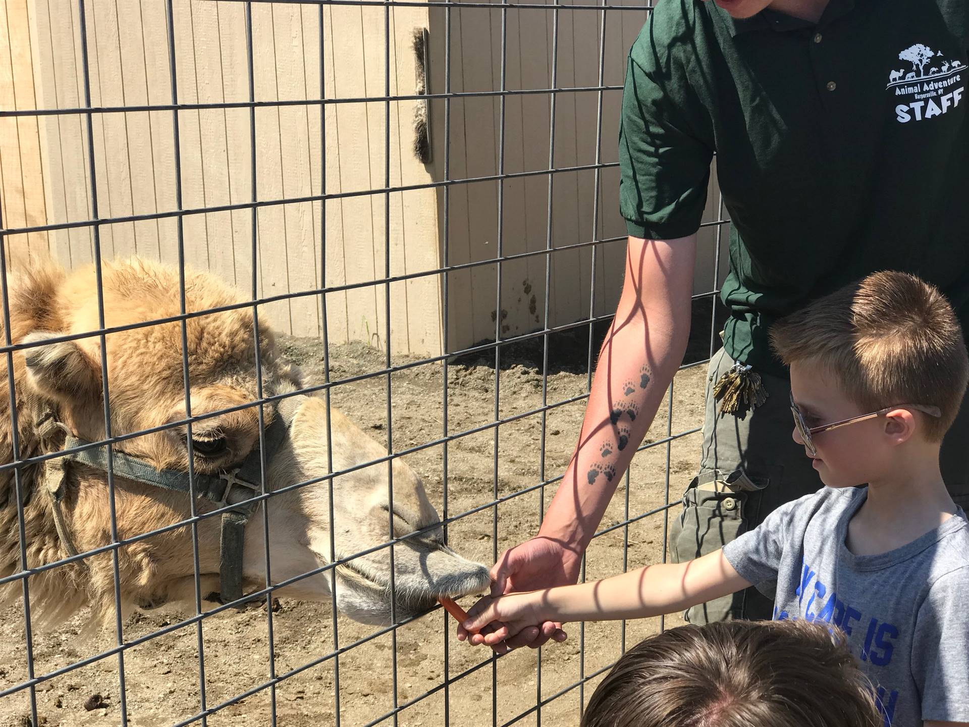 students take turns feeding a carrot to a camel