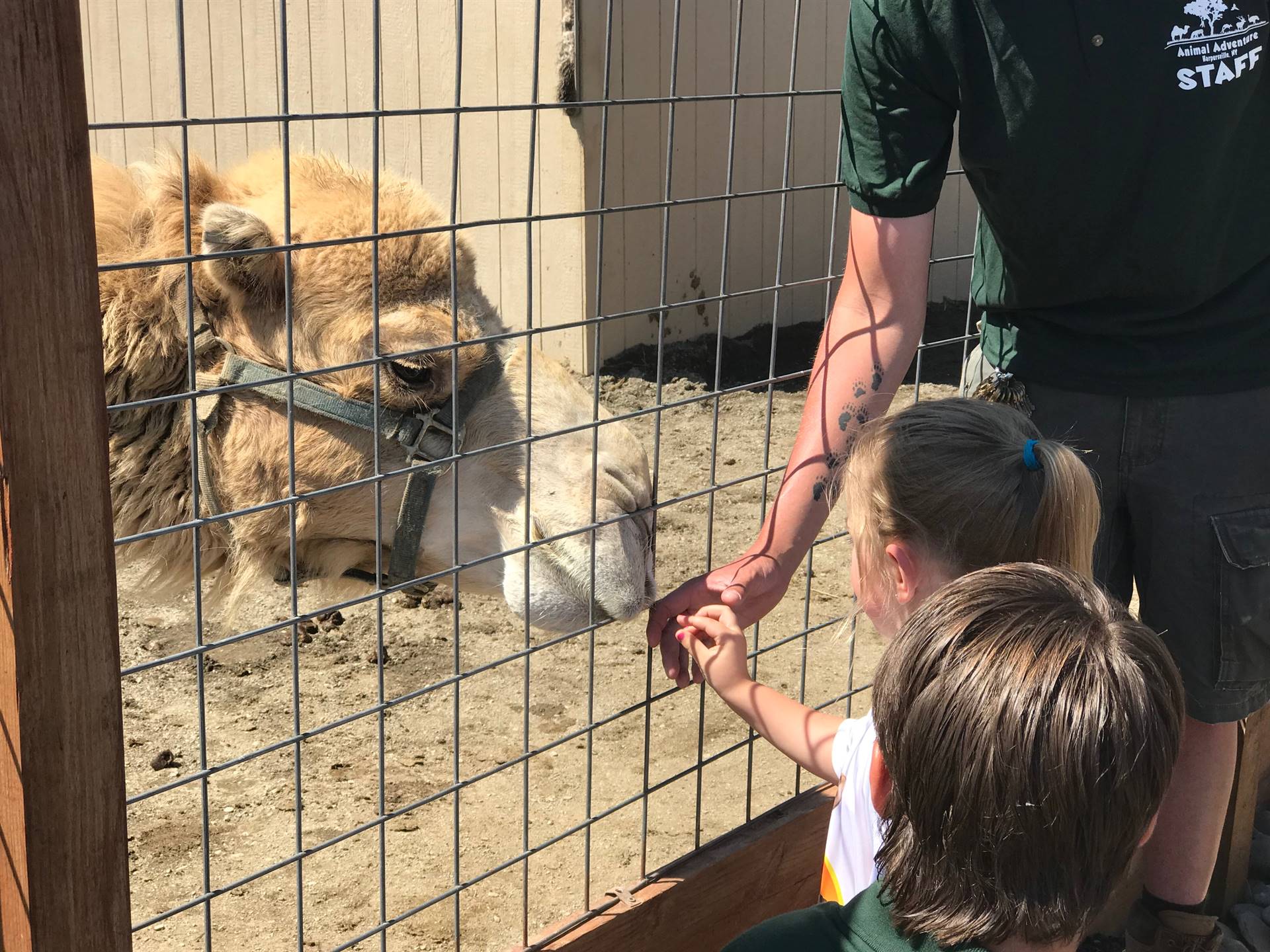 students take turns feeding a carrot to a camel