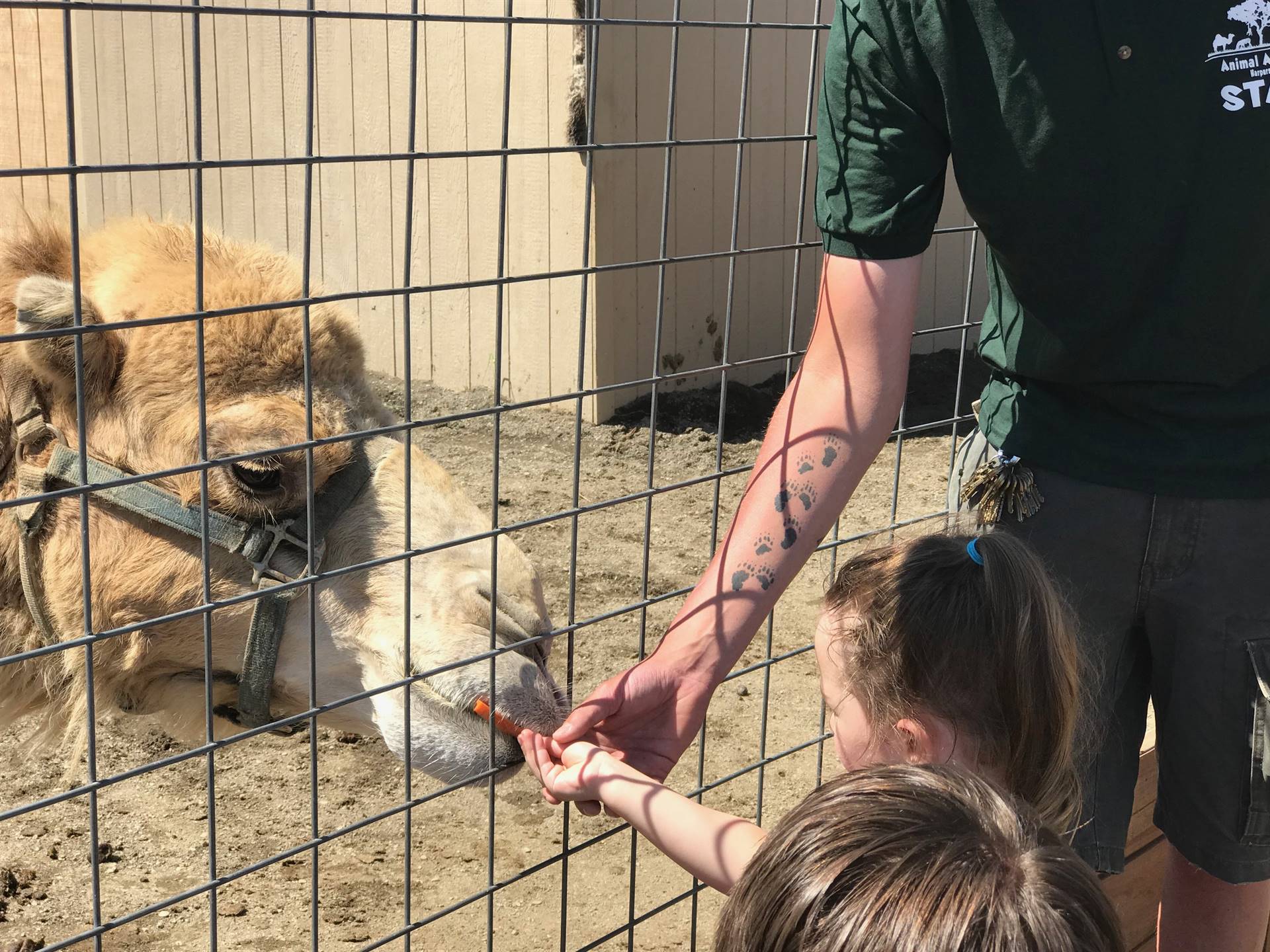 students take turns feeding a carrot to a camel