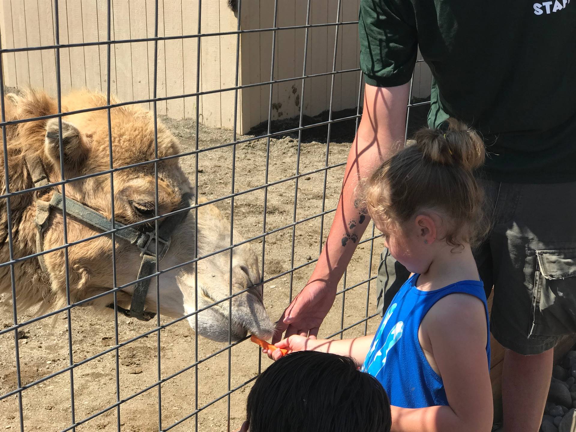 students take turns feeding a carrot to a camel