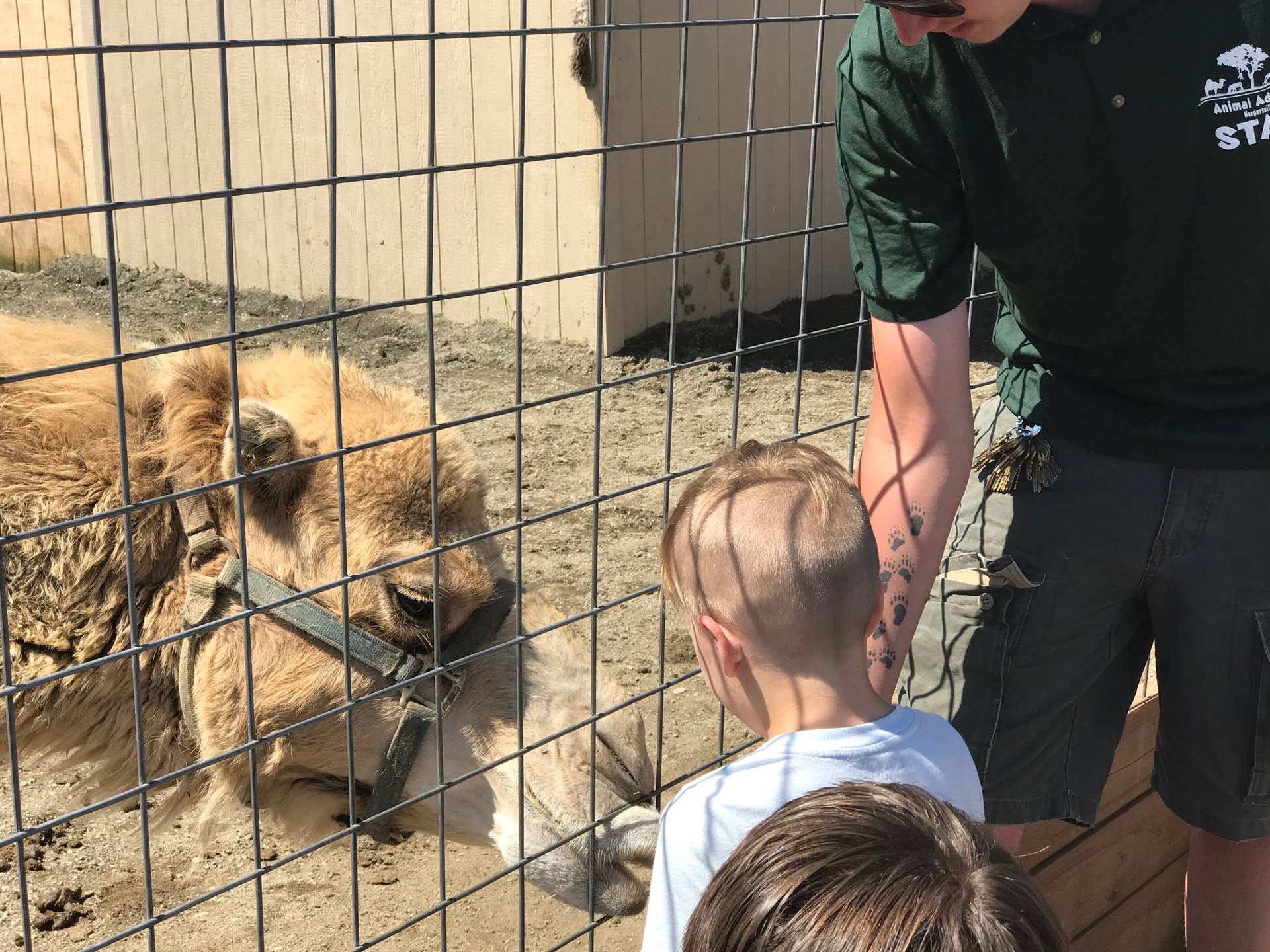 students take turns feeding a carrot to a camel