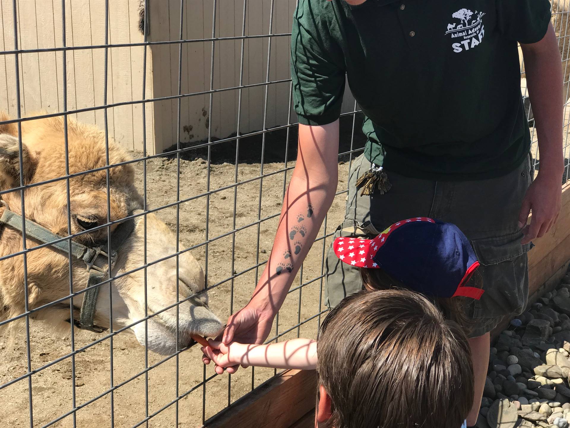 students take turns feeding a carrot to a camel