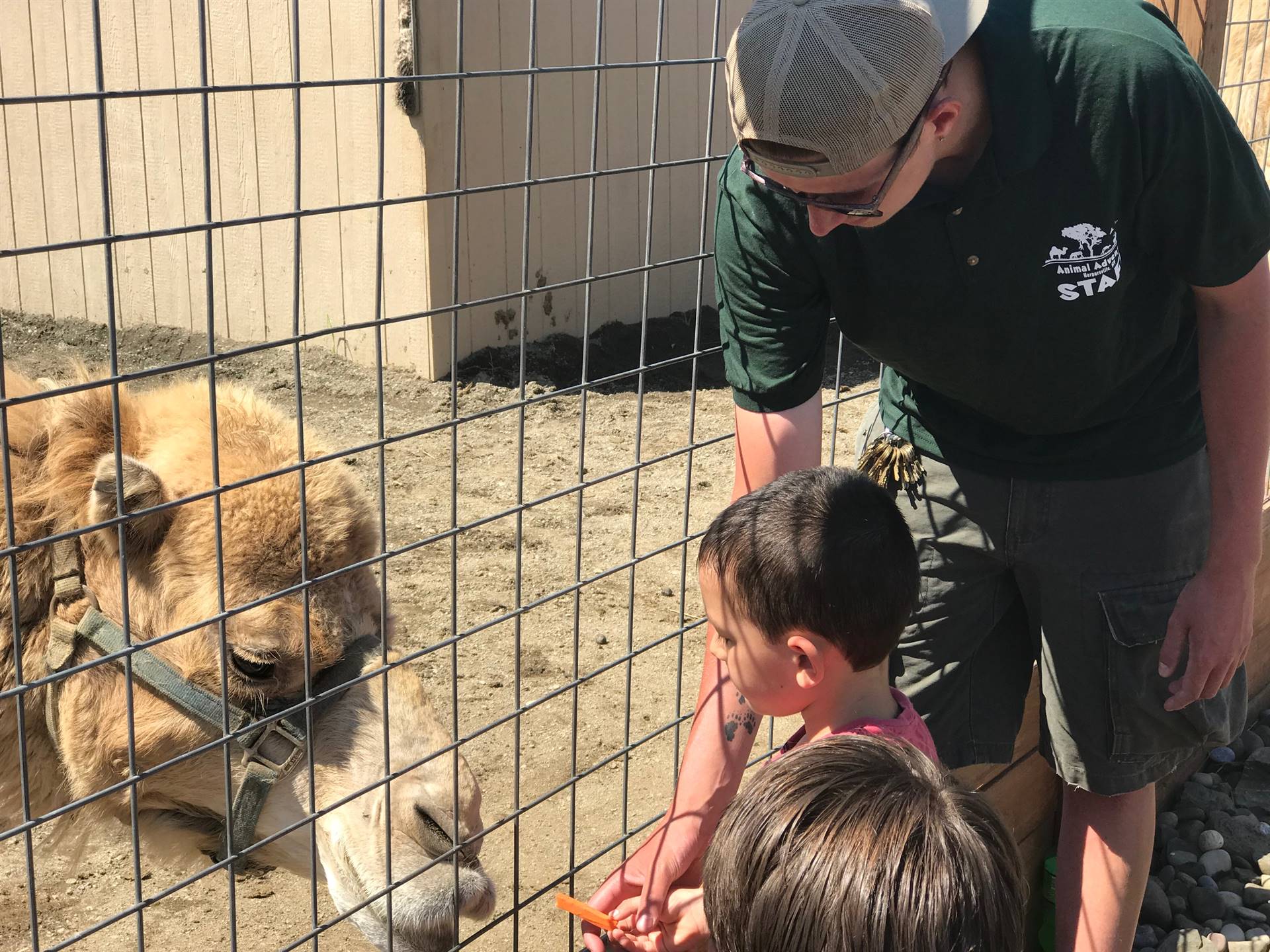 students take turns feeding a carrot to a camel