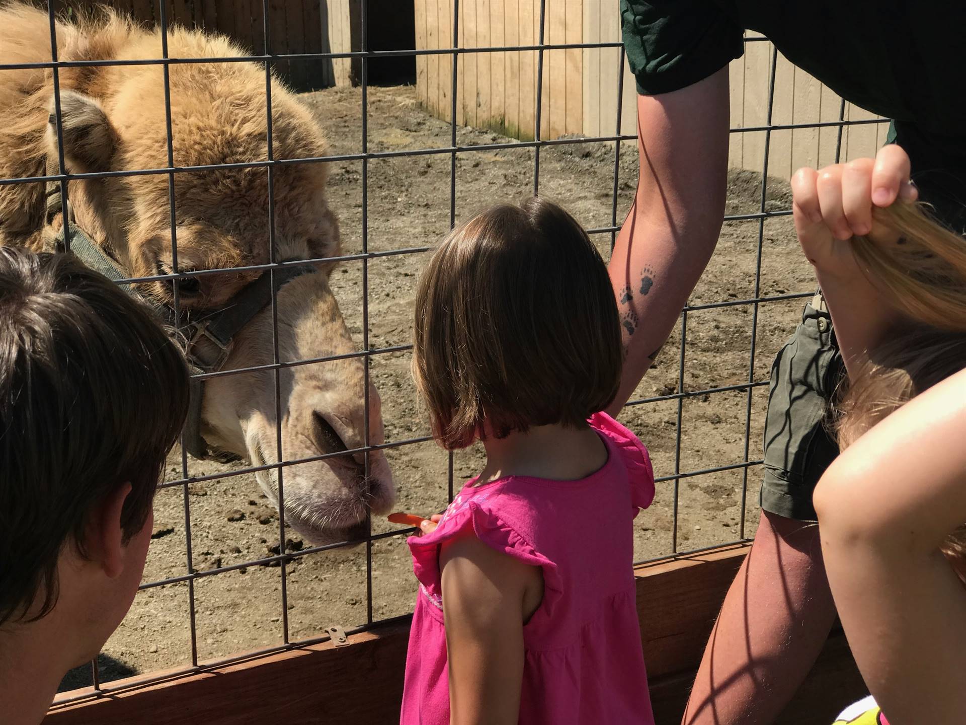 students take turns feeding a carrot to a camel