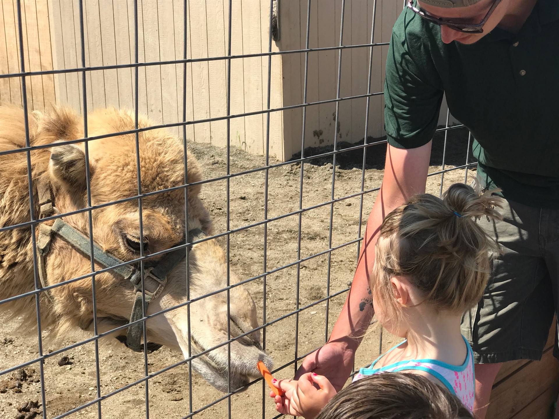 students take turns feeding a carrot to a camel