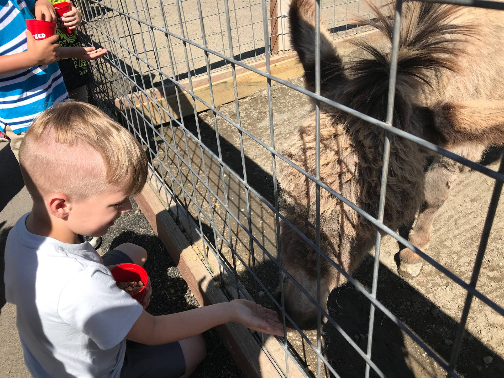 students feeding animals at Animal Adventure