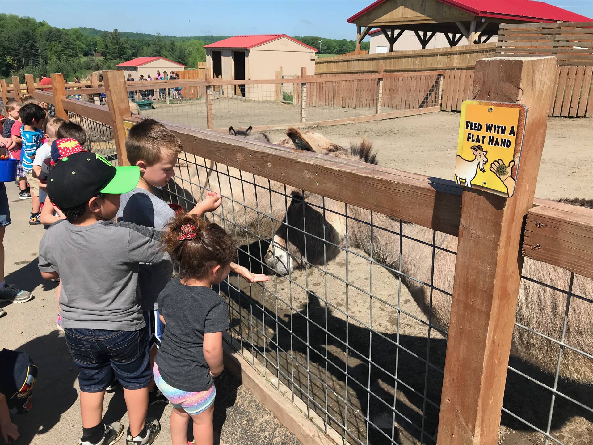 students feeding animals at Animal Adventure