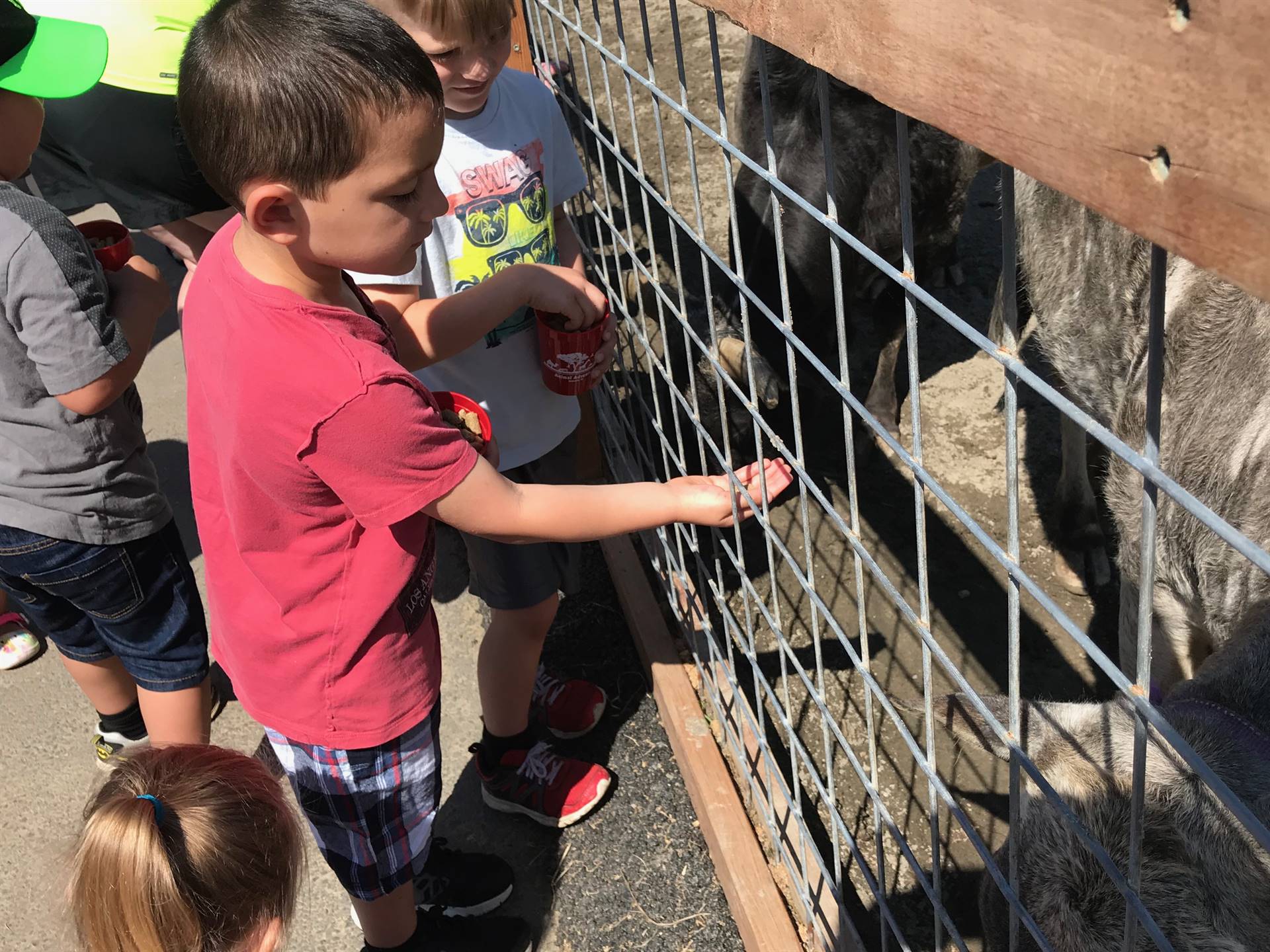 students feeding animals at Animal Adventure