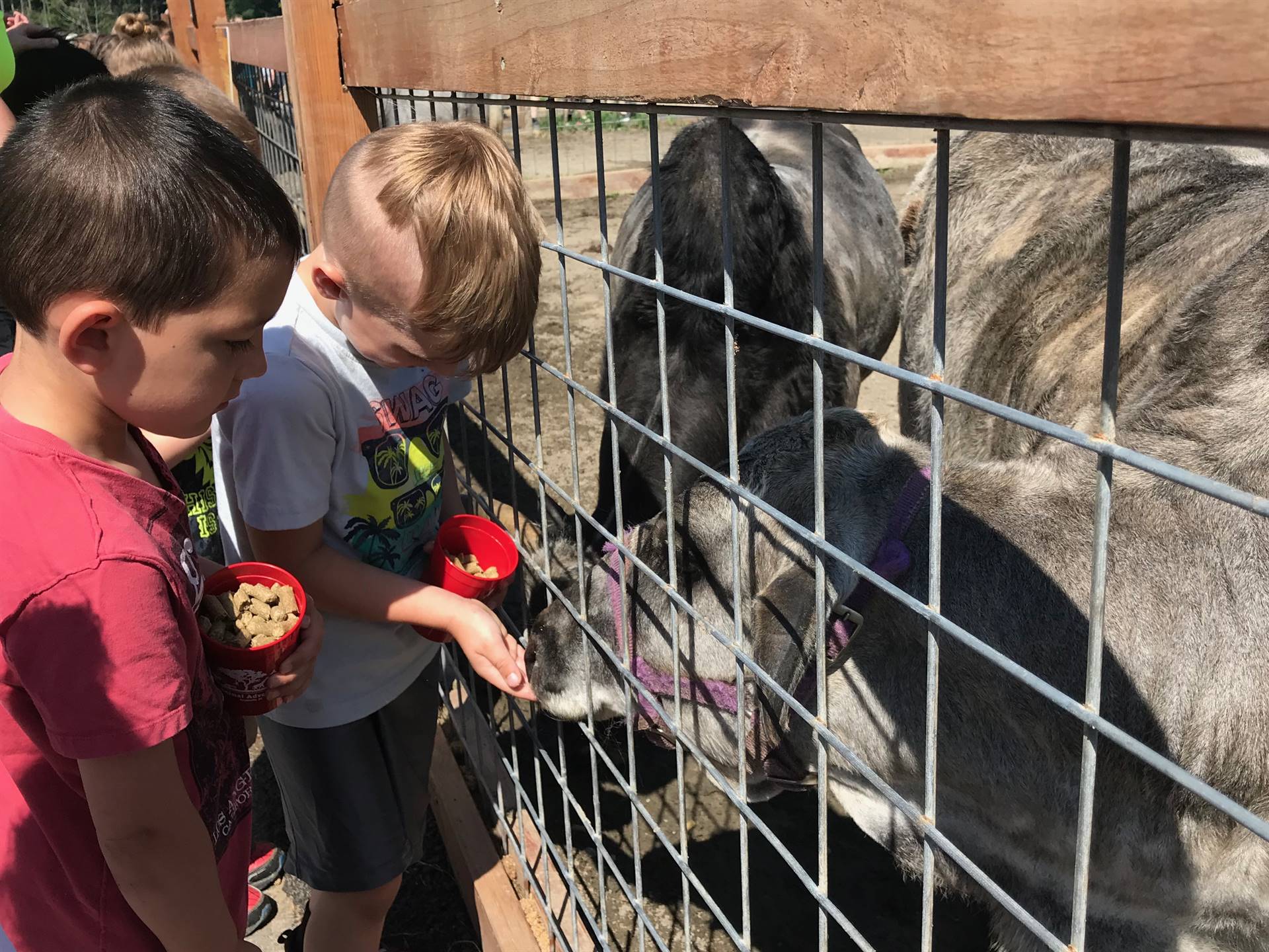 students feeding animals at Animal Adventure