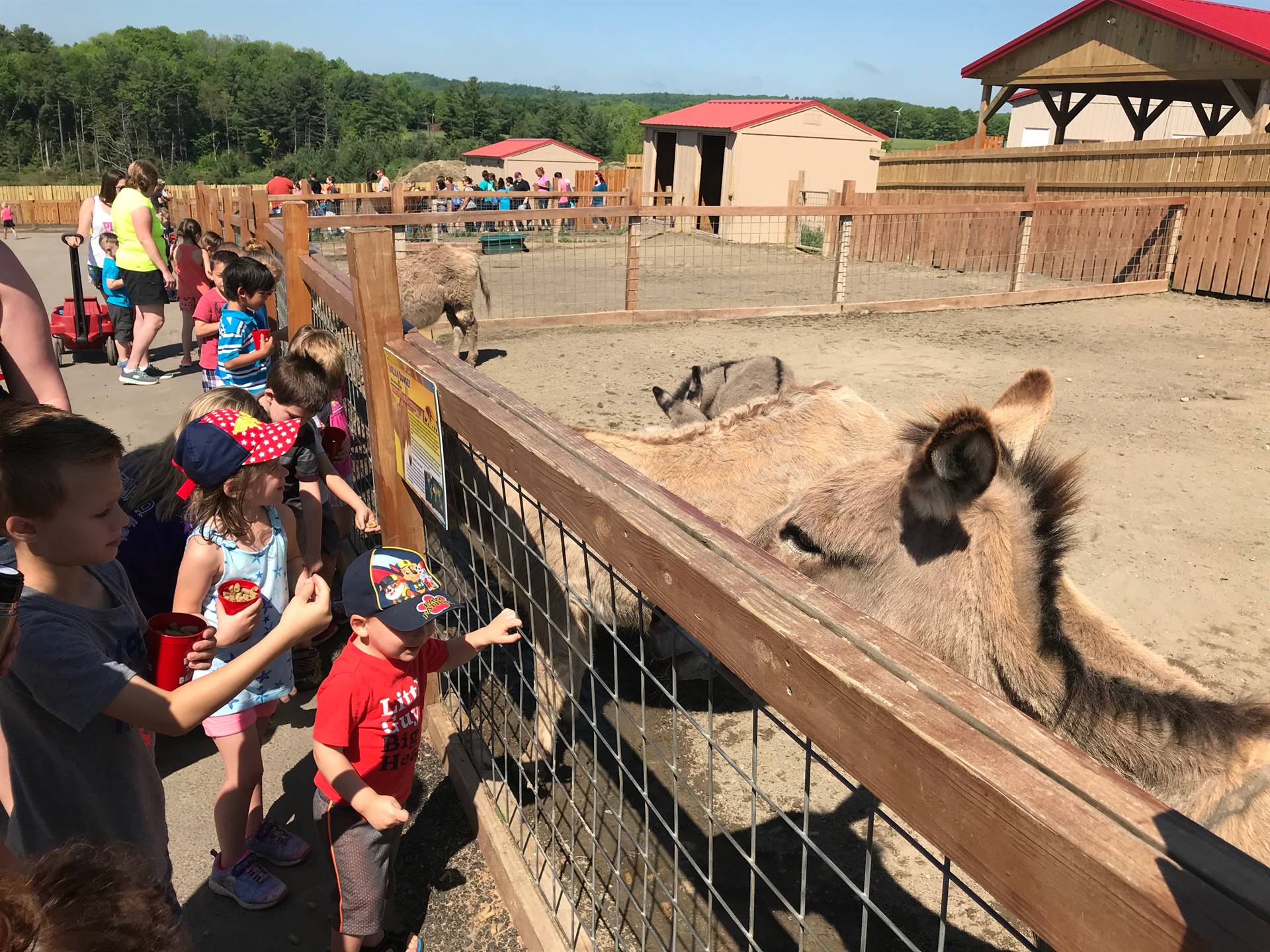 students feeding animals at Animal Adventure