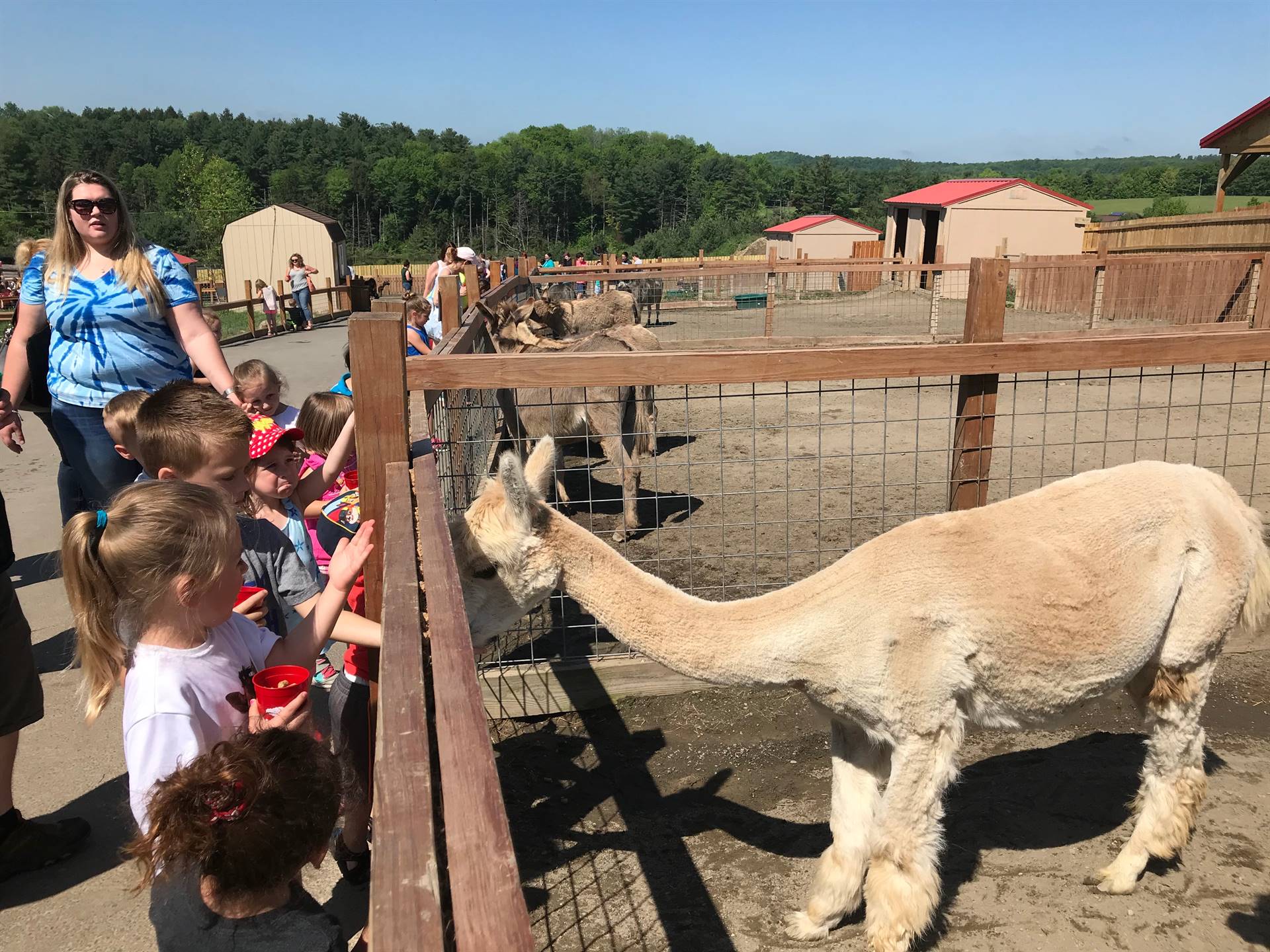 students feeding llama at Animal Adventure
