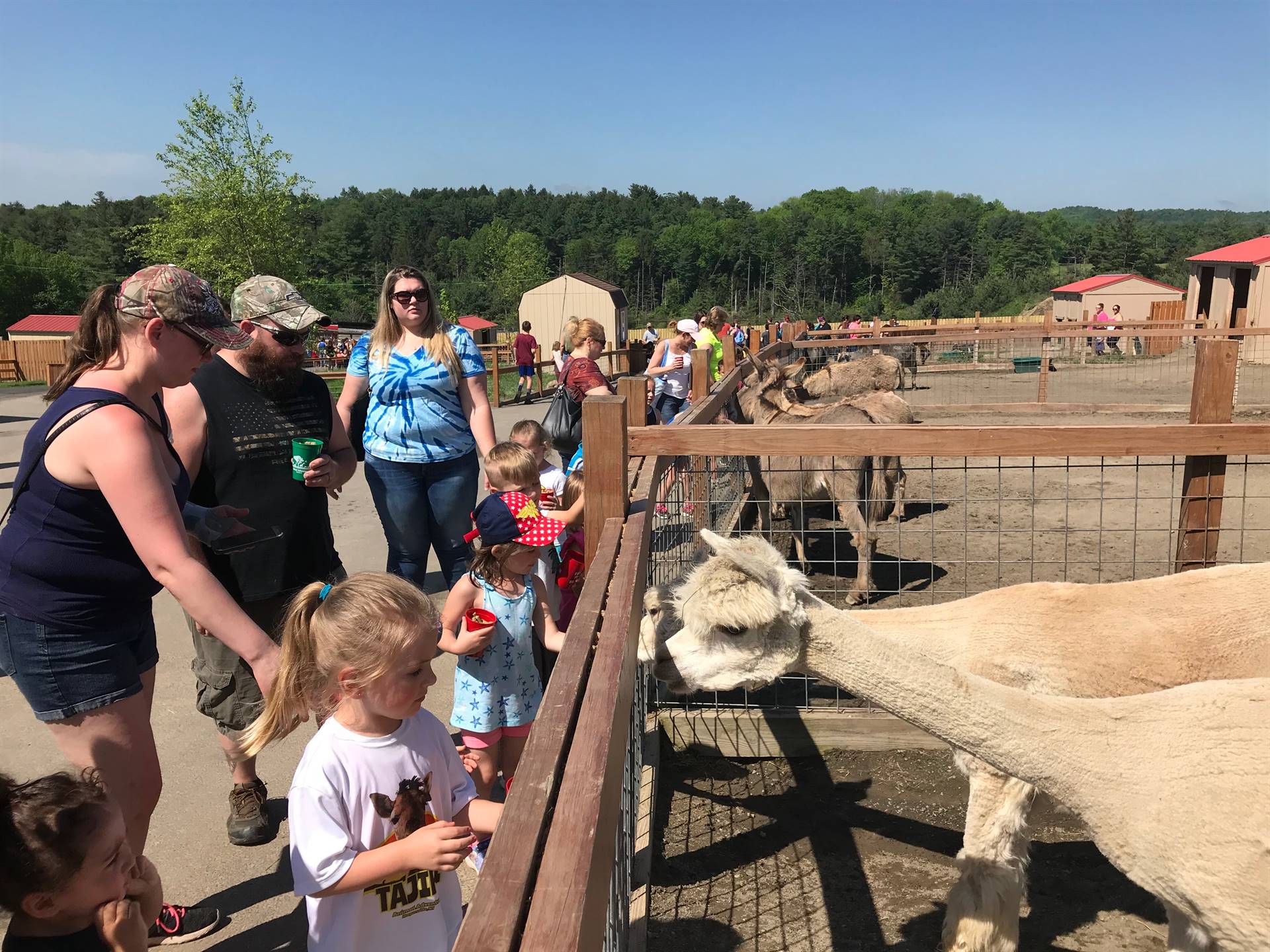 students feeding llama at Animal Adventure