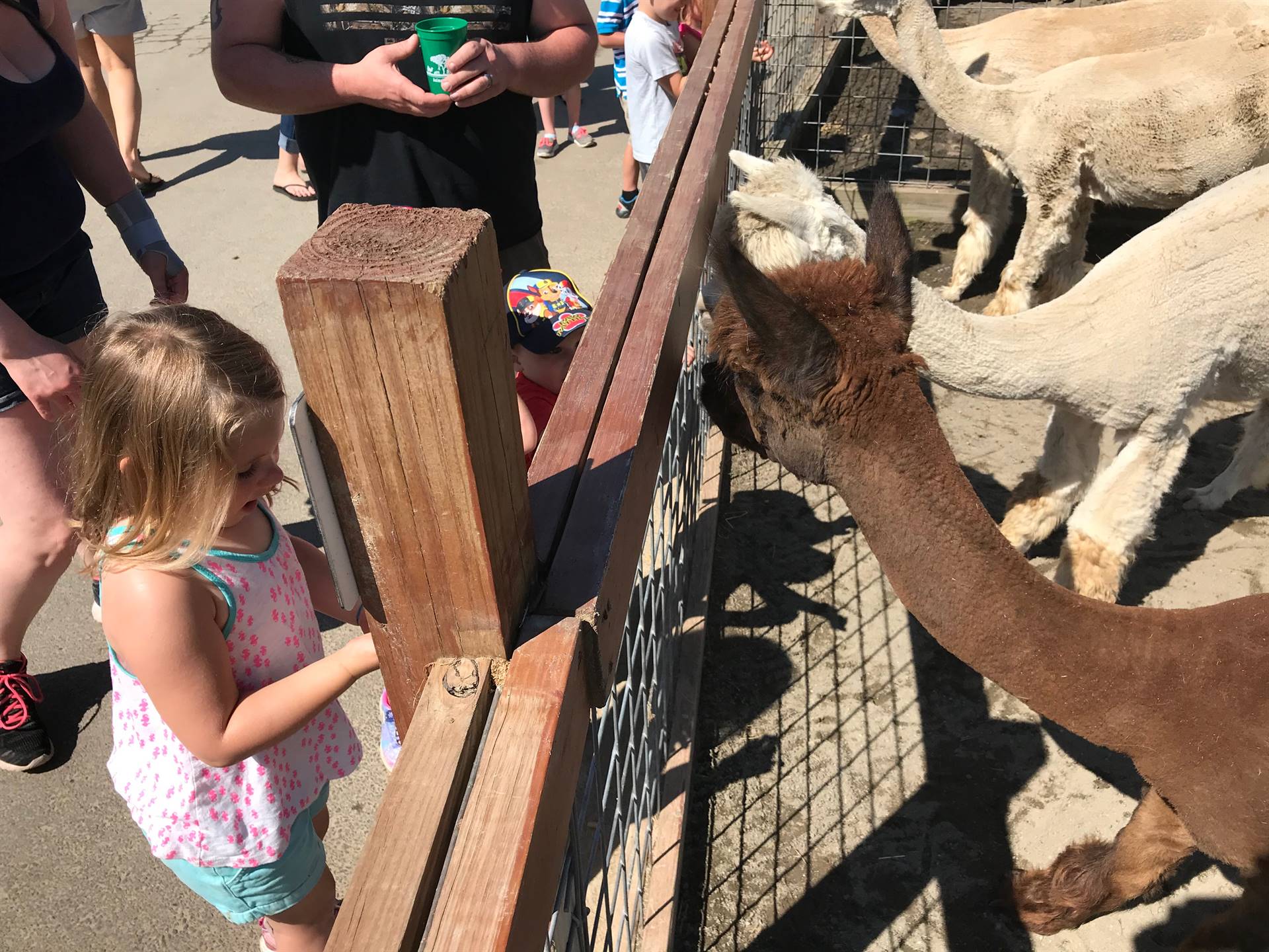 students feeding llama at Animal Adventure