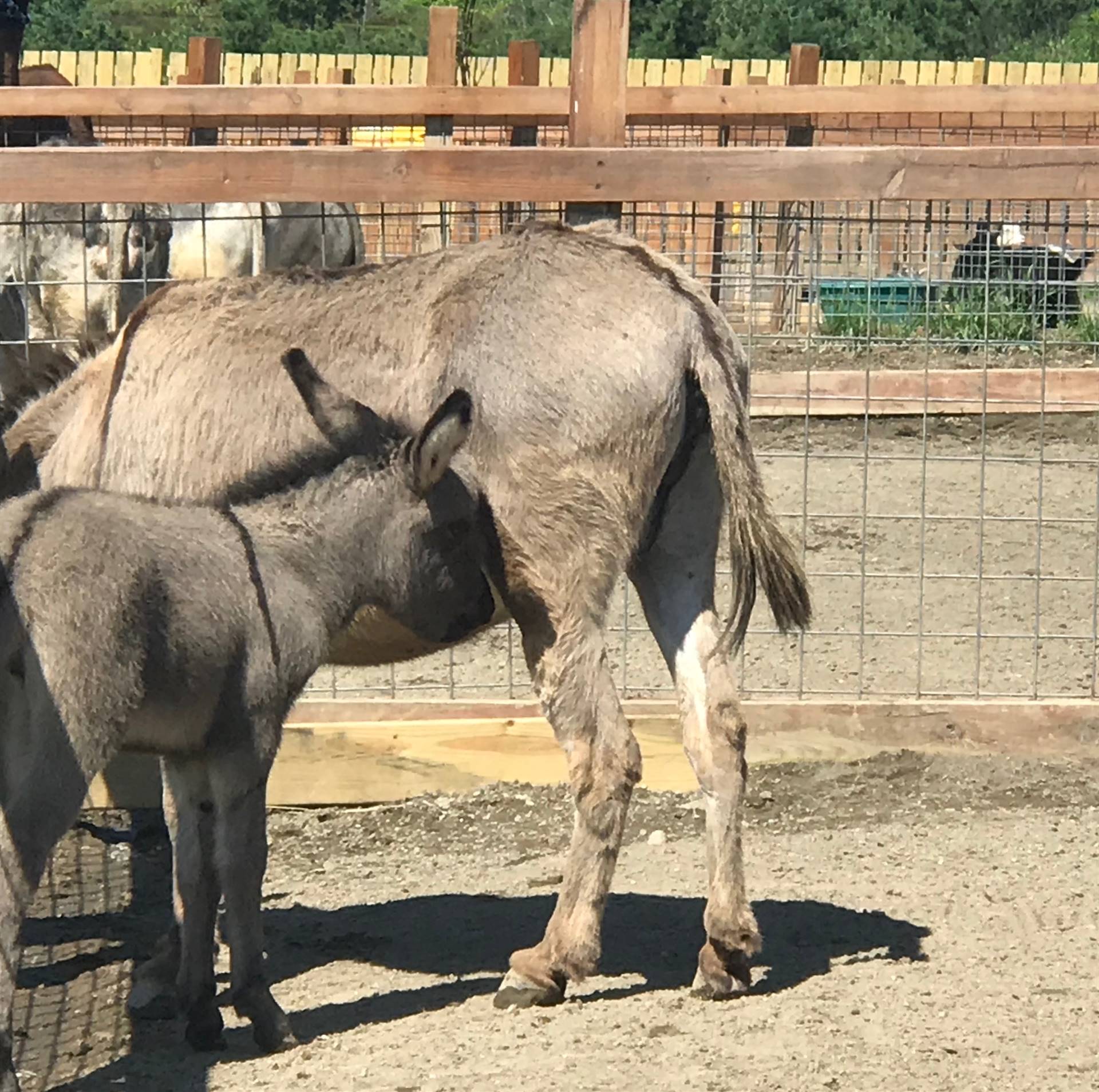 donkey mother and baby