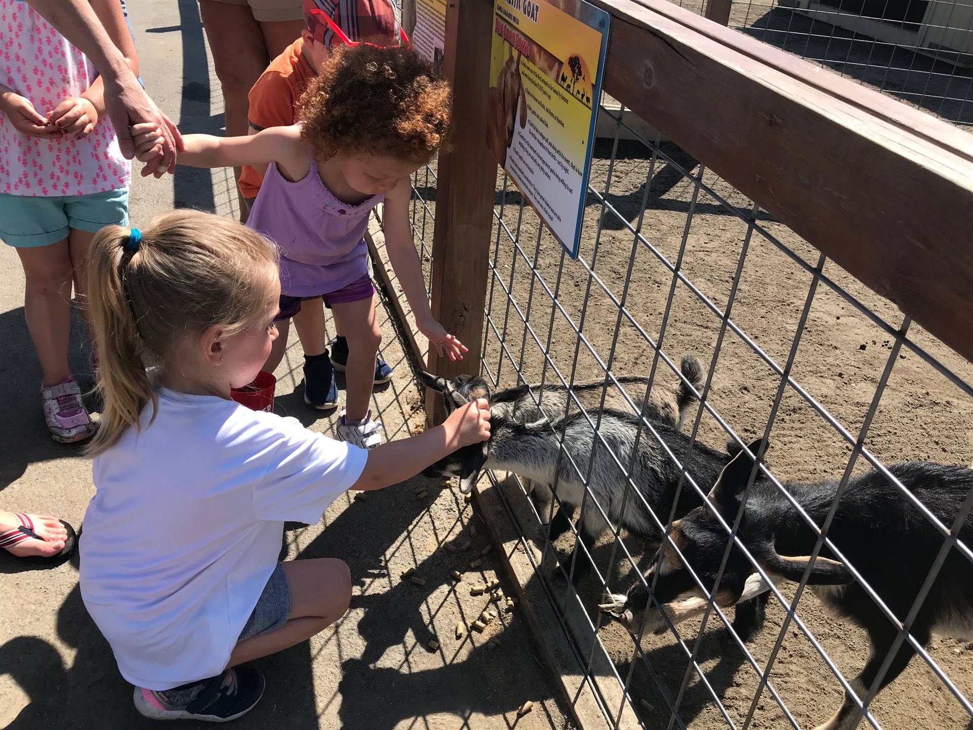 students feeding goats at Animal Adventure
