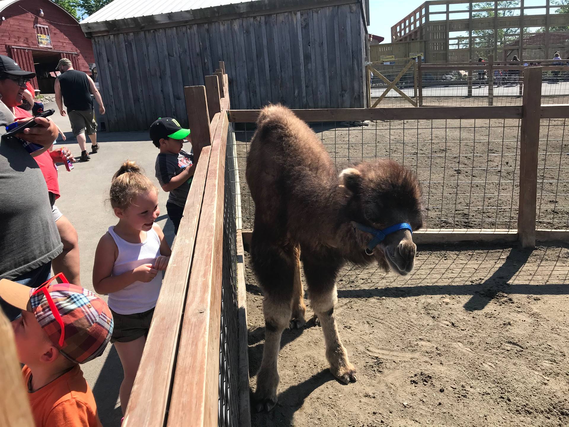 students looking at llama at Animal Adventure