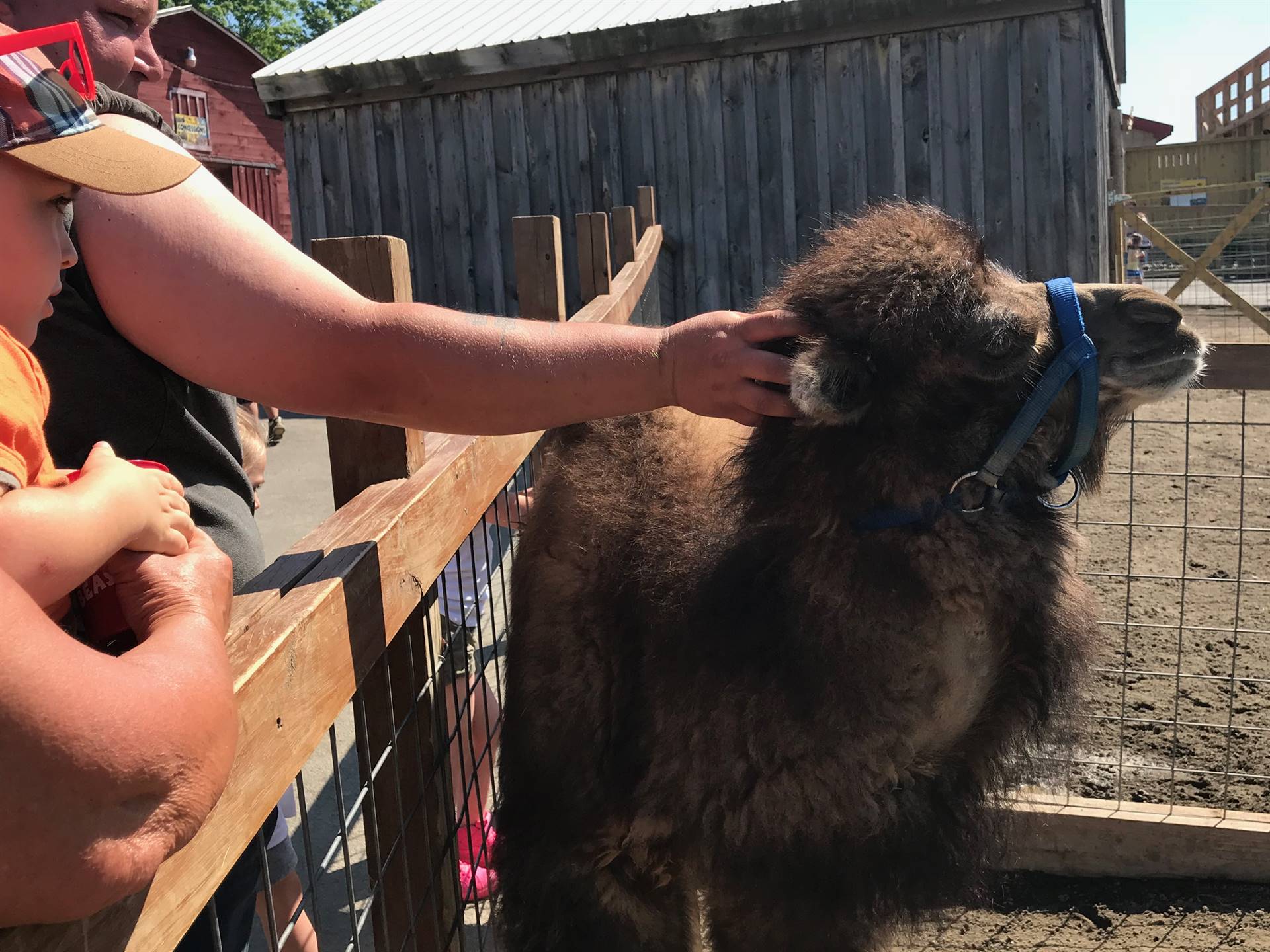 students scratching a llamas ears 