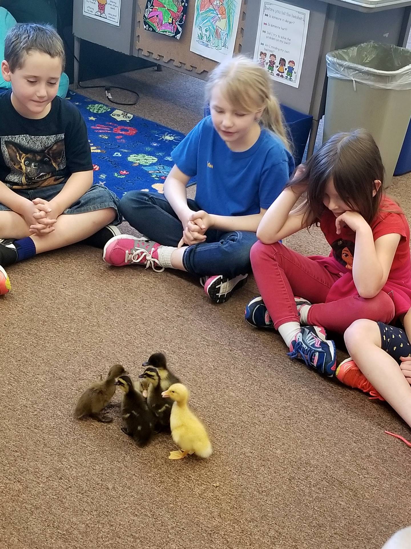 Students observe duckling behavior.