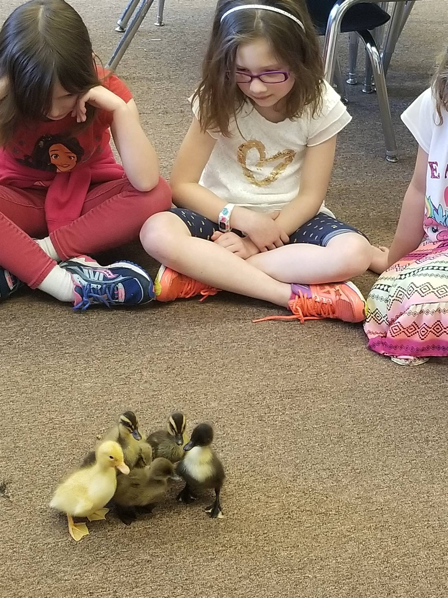 Students observe duckling behavior.