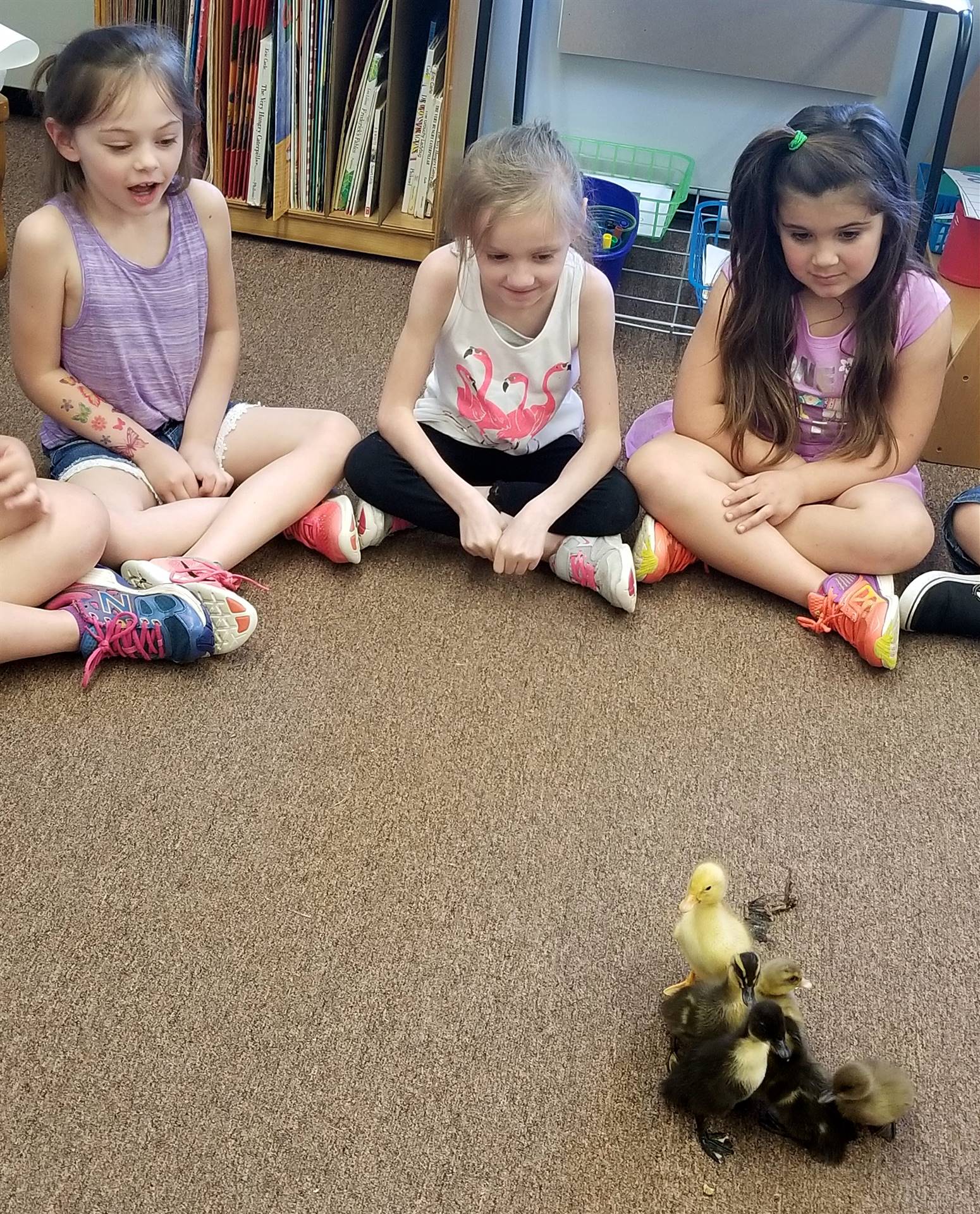 Three first grade students observe duckling behavior.