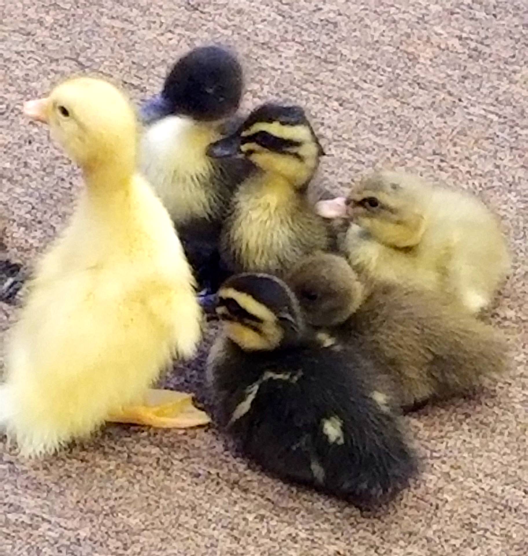 6 little ducklings all huddled.
