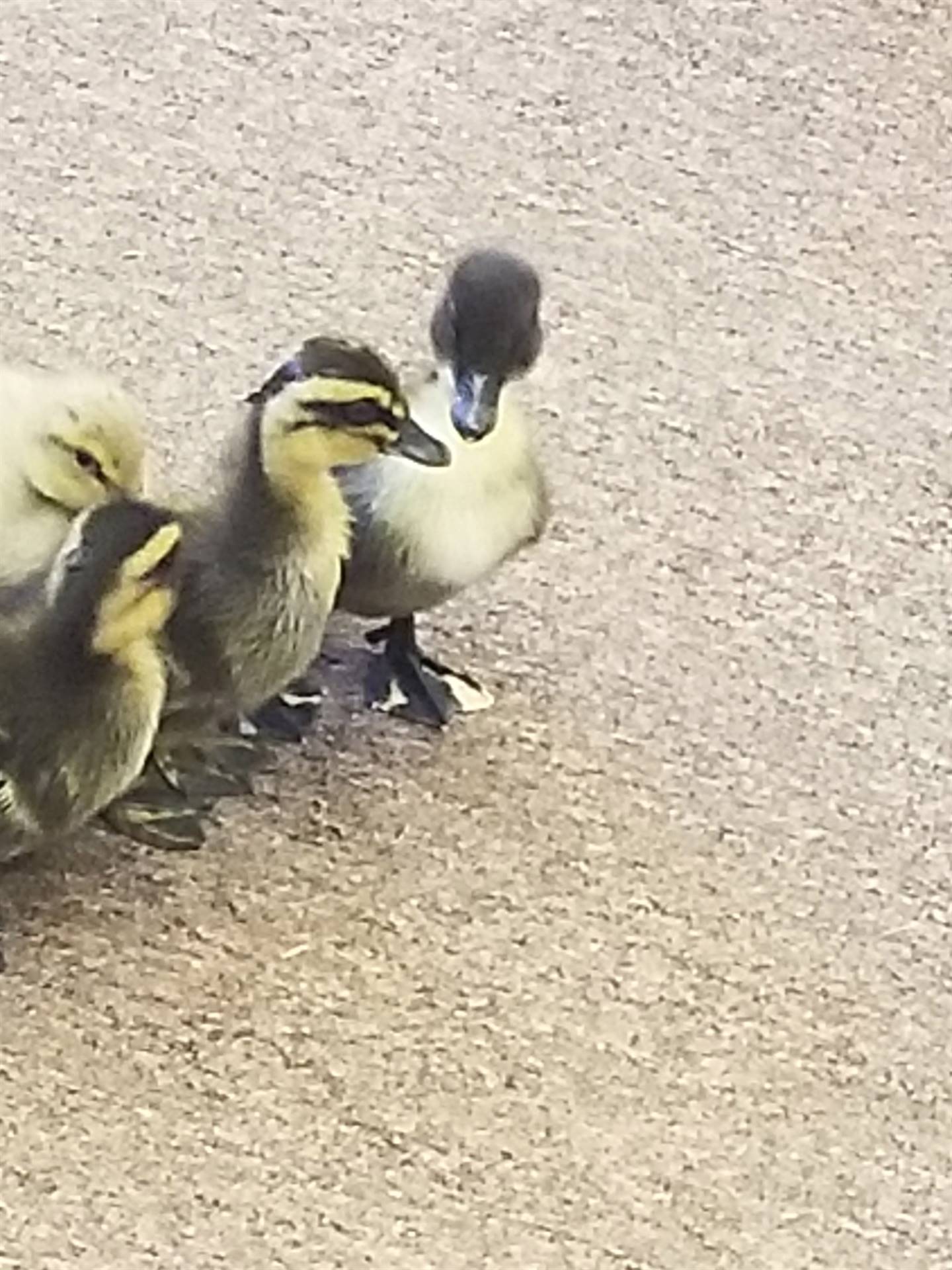 ducklings walking together