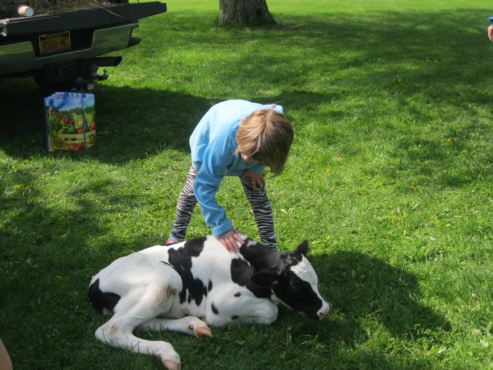 Student pets a calf.